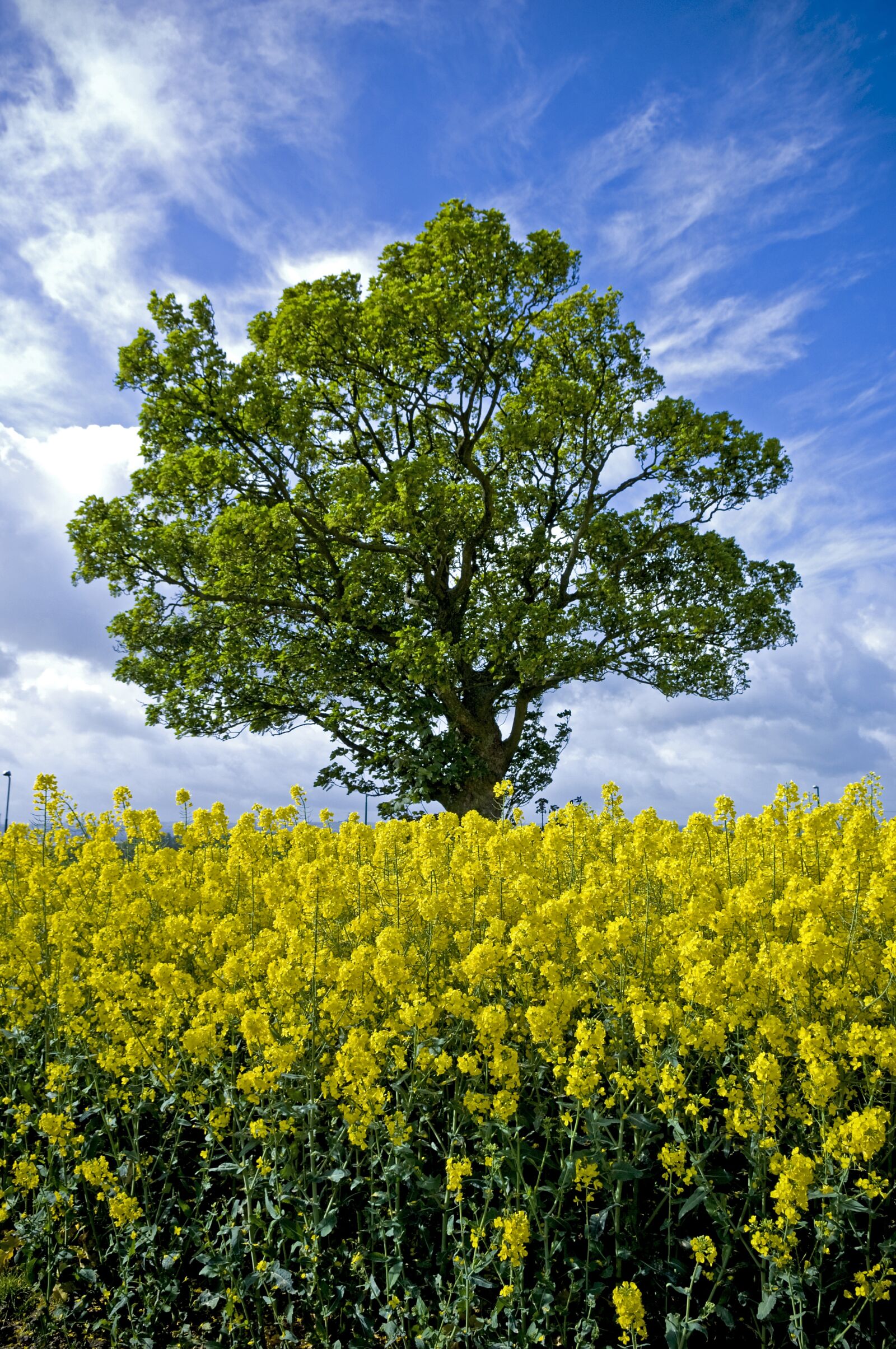 Nikon D2X sample photo. Tree, field, scotland photography