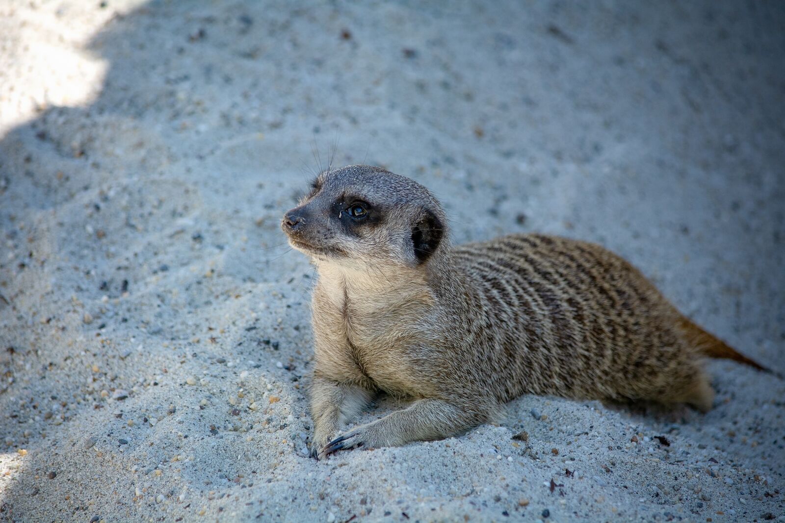 Nikon D7100 sample photo. Meerkat, animal, mammal photography