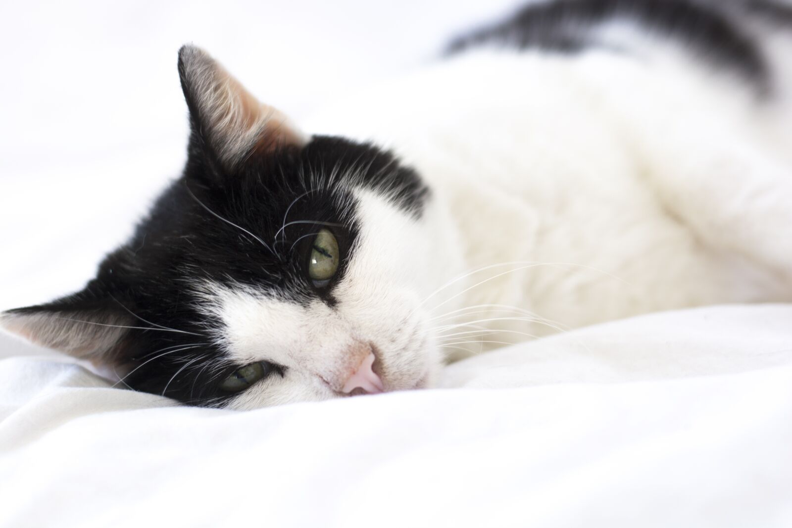 Nikon D5200 sample photo. Cat, soft, animal photography