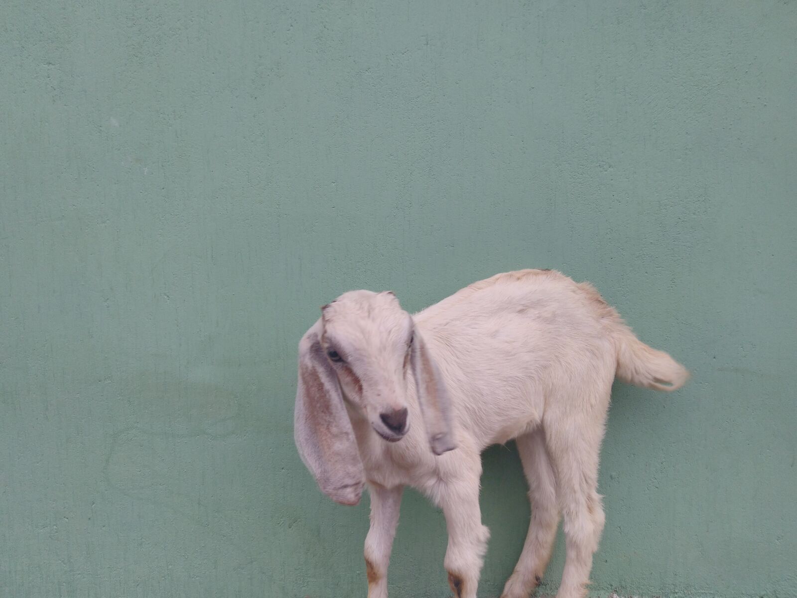 ASUS X00TD sample photo. Gaot, baby goat, nature photography