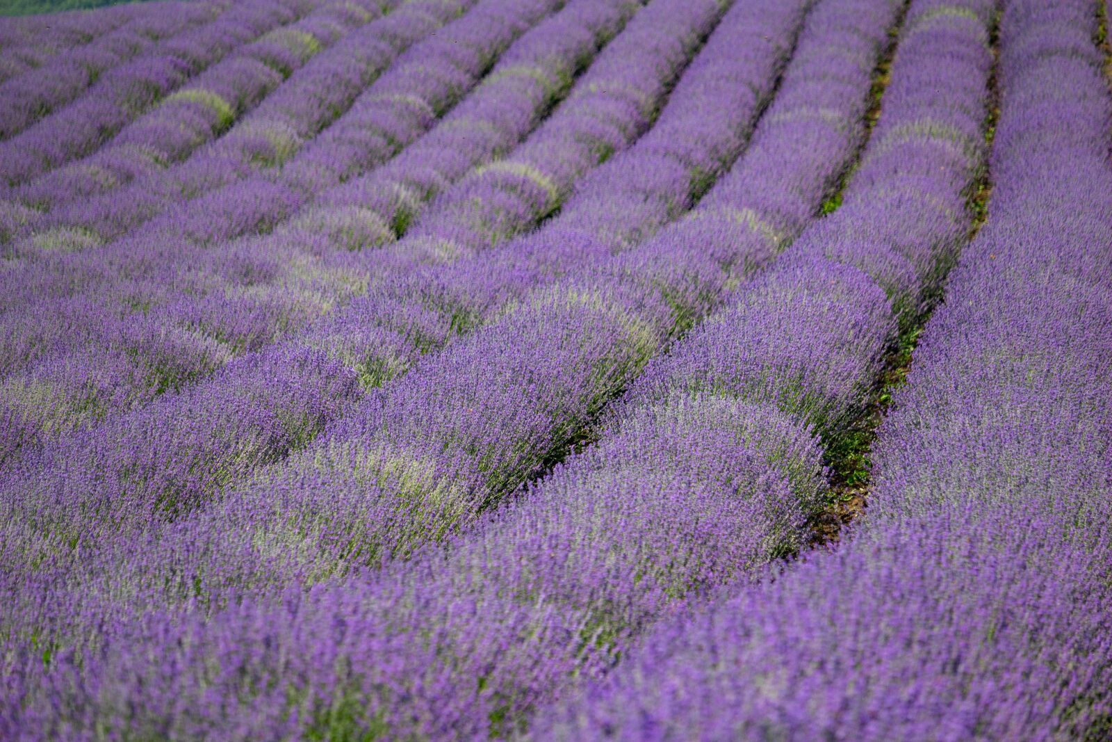 Canon EOS 100D (EOS Rebel SL1 / EOS Kiss X7) sample photo. Blooming lavender, summer, purple photography