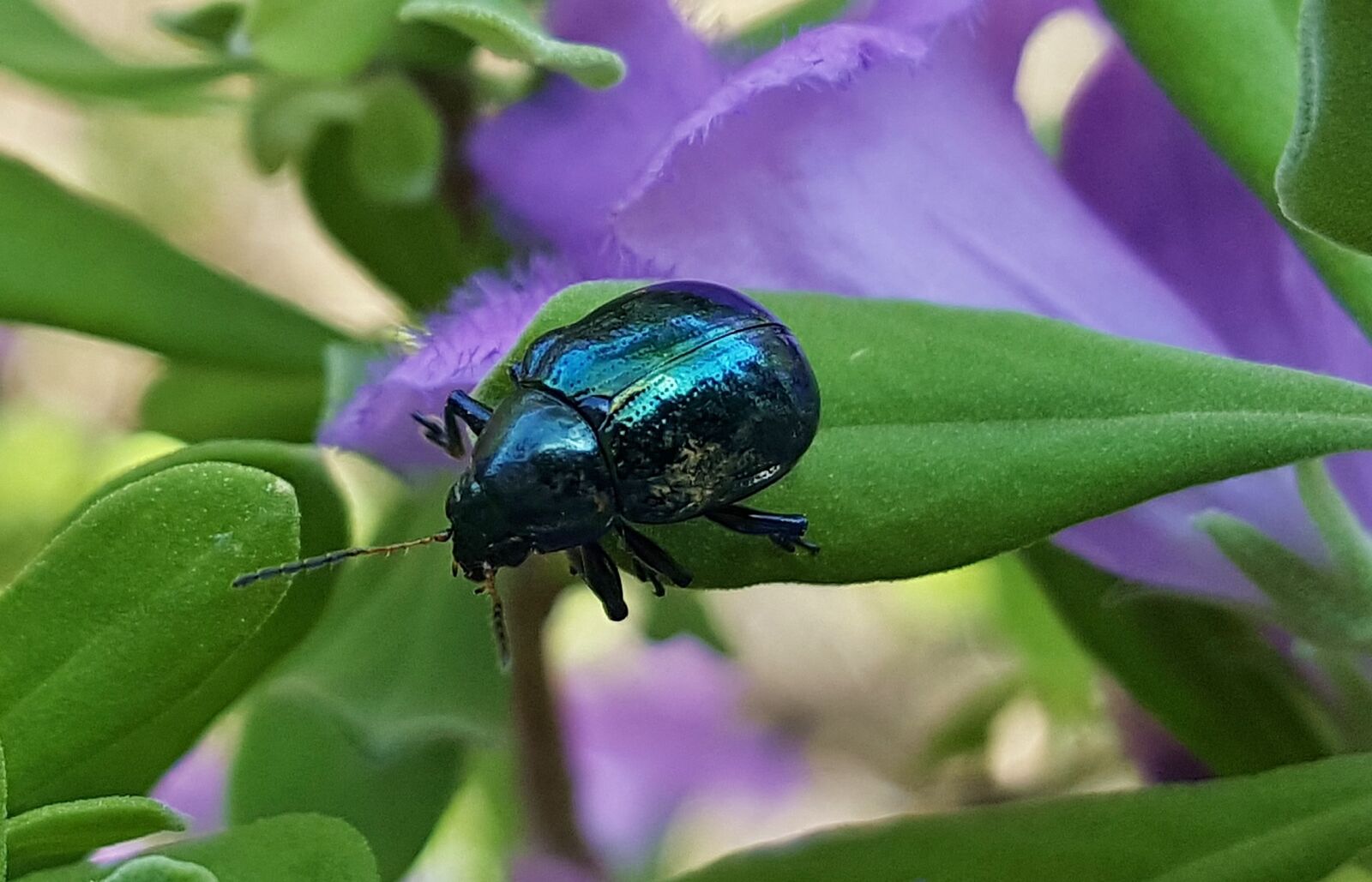 Samsung Galaxy Note5 sample photo. Beetle, blue milkweed beetle photography