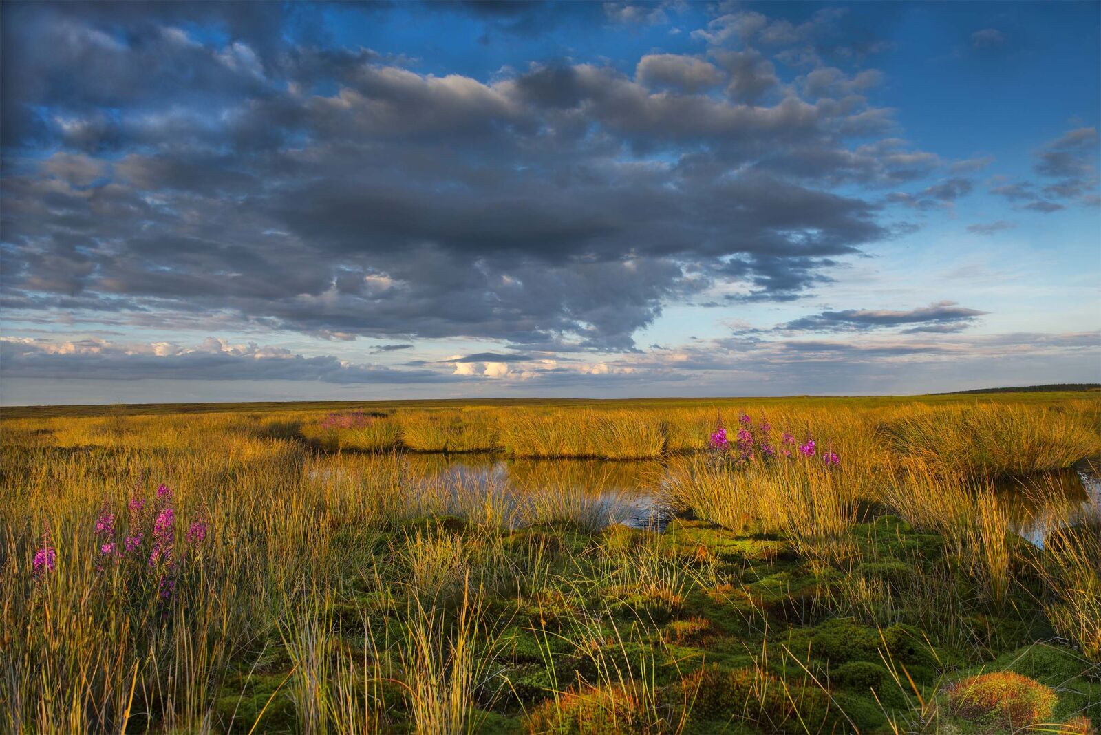 Nikon D800 sample photo. Moor, pond, reeds photography