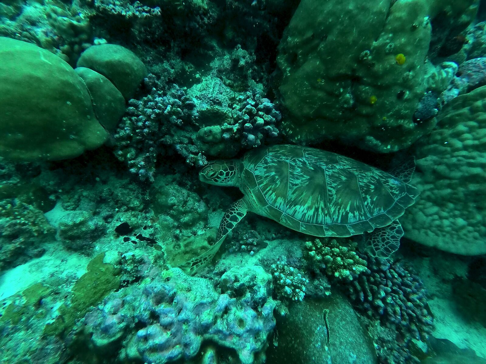 GoPro Hero5 Black sample photo. Turtle, maldives, diving photography