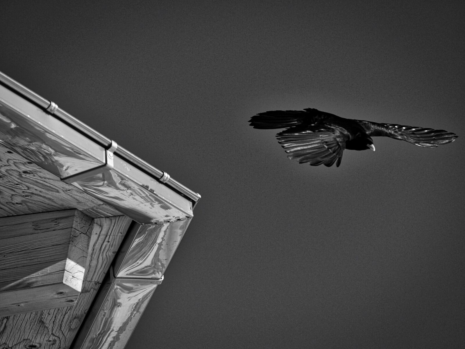 Olympus E-300 (EVOLT E-300) sample photo. Bird, bergdohle, flying photography