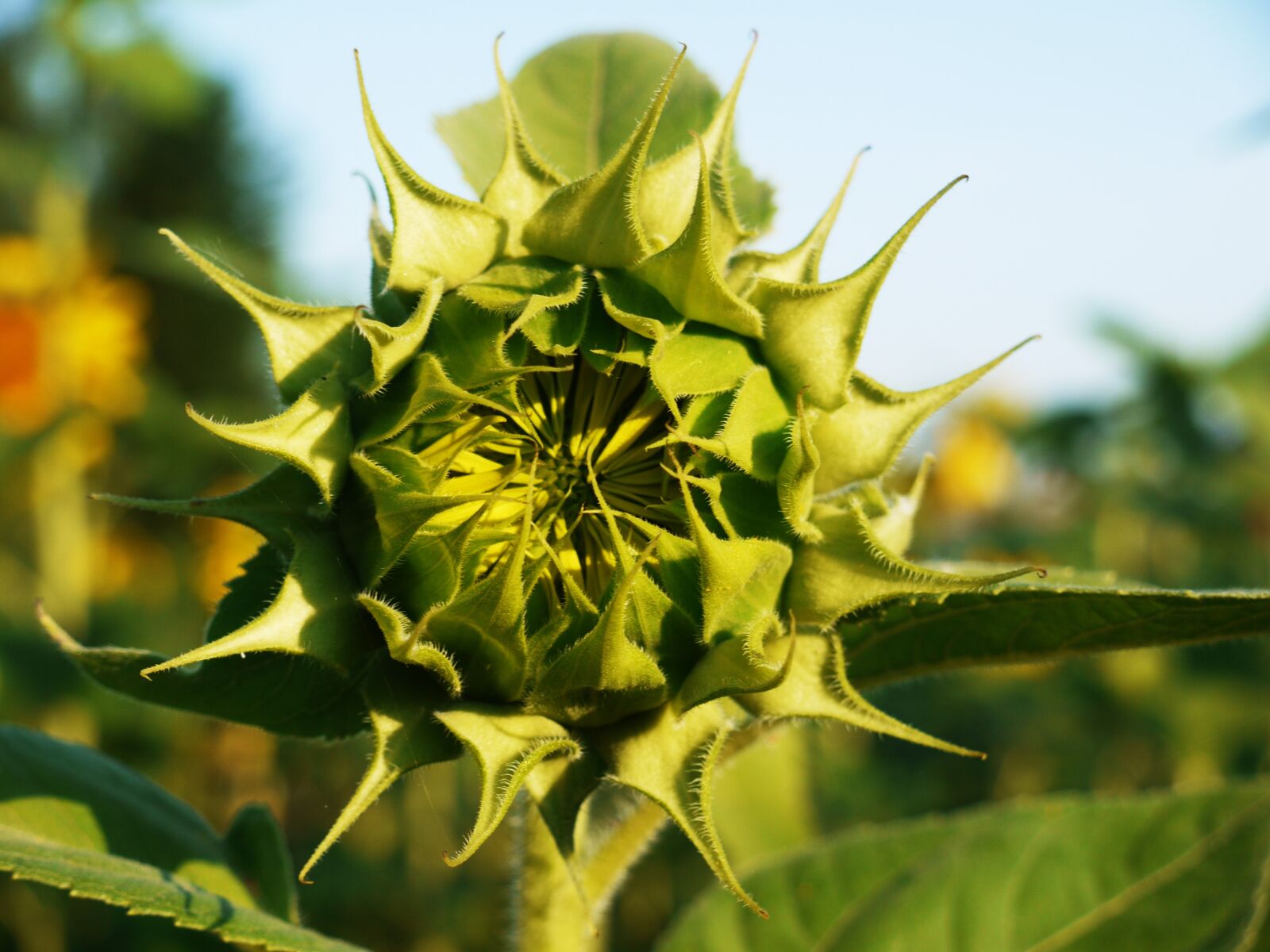 Panasonic Lumix DMC-G1 sample photo. Sunflower, bud, from the photography