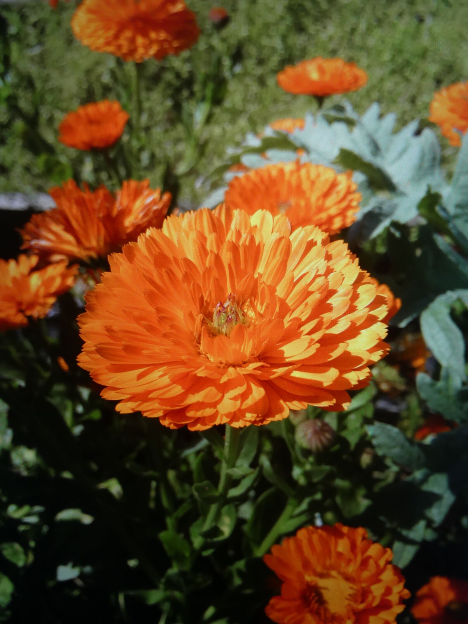 Panasonic Lumix DMC-FZ300 sample photo. Pot marigold, orange flowers photography