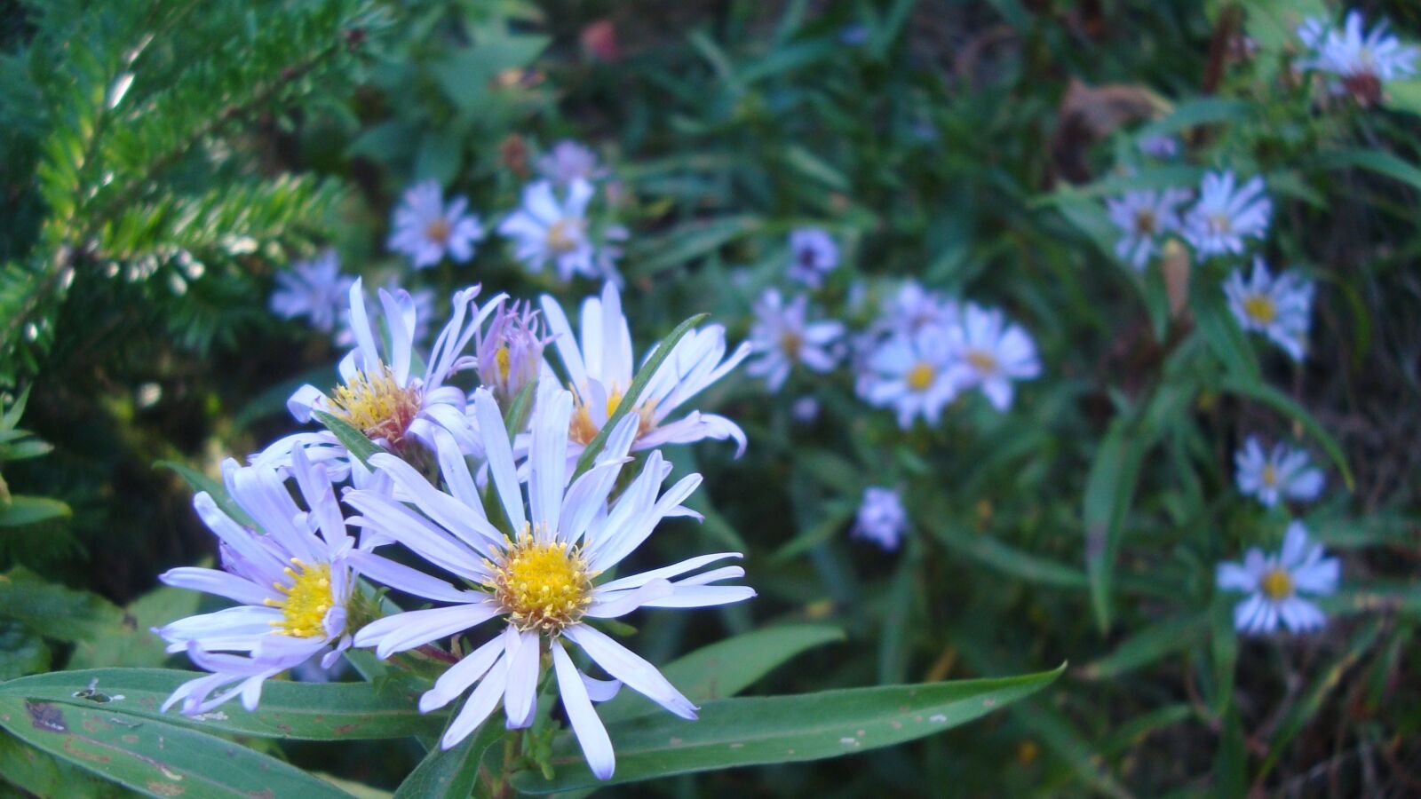 Sony Cyber-shot DSC-W120 sample photo. Flower, autumn, plant photography