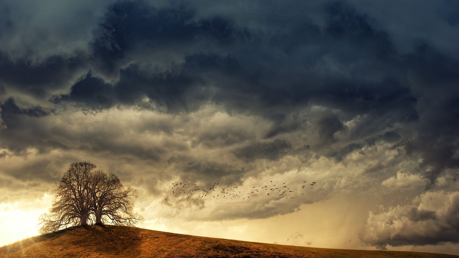 Sony DT 50mm F1.8 SAM sample photo. Tree, weather, birds photography