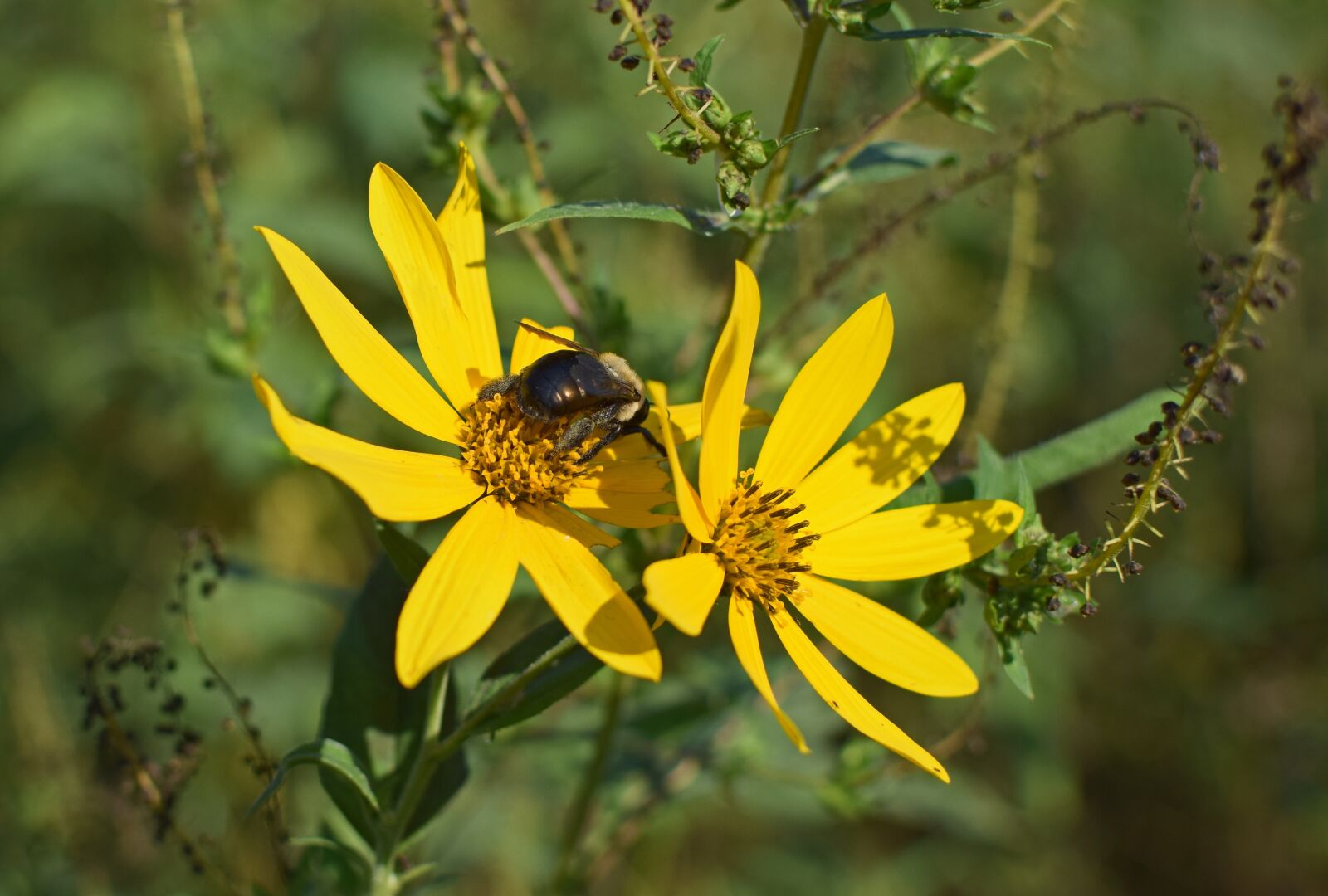 Nikon D3300 sample photo. Bumblebee in wild sunflower photography