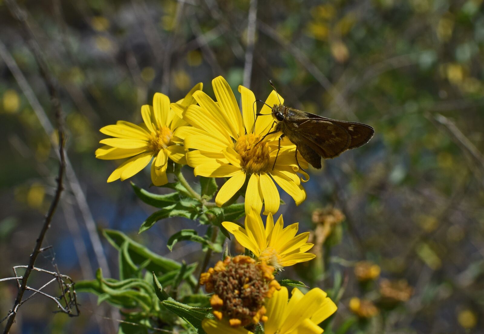 Nikon D3300 sample photo. Silver-spotted skipper in sunflower photography