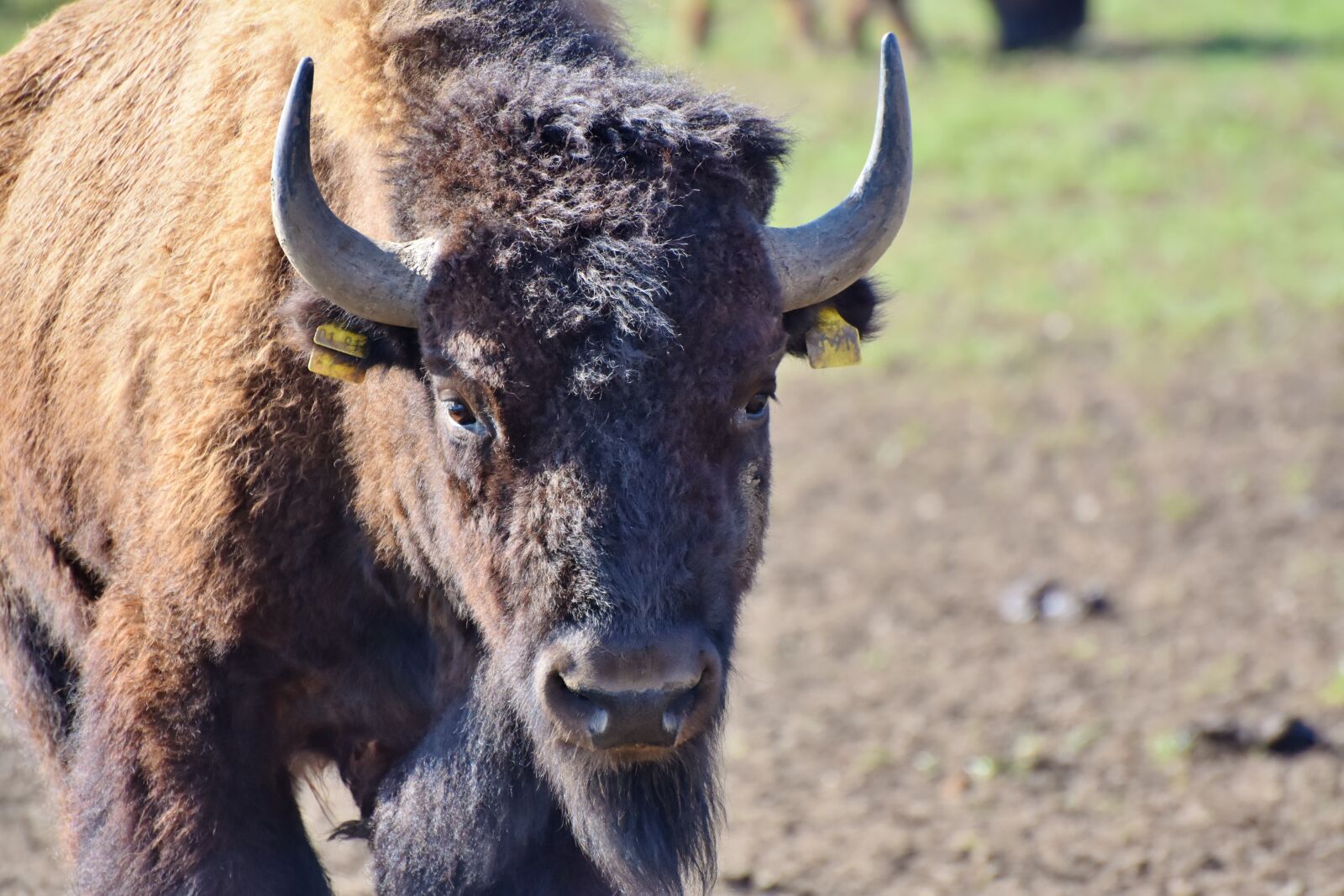 Nikon D7200 sample photo. Bison, buffalo, horns photography
