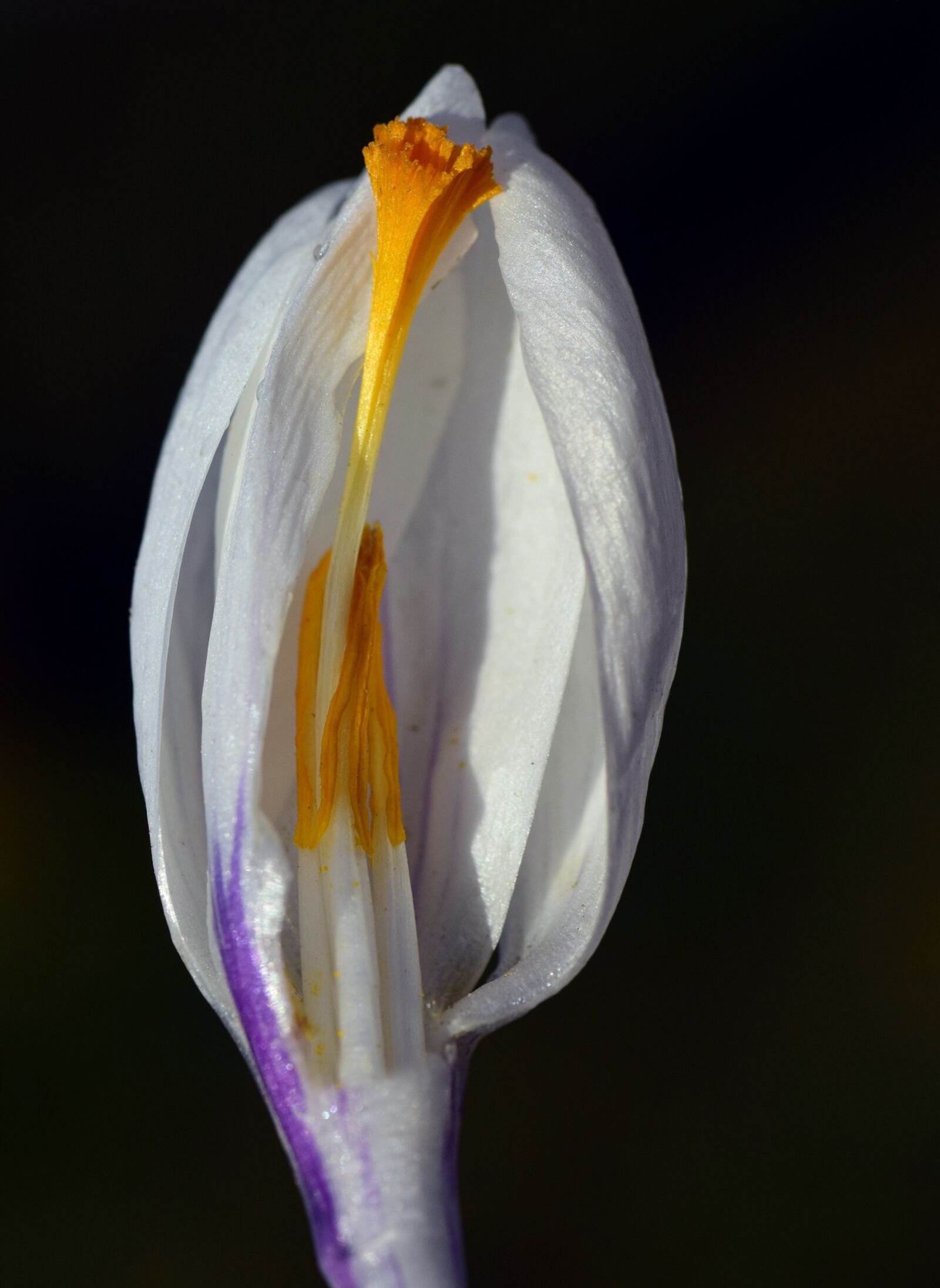 Nikon D3300 sample photo. Crocus, white, blossom photography