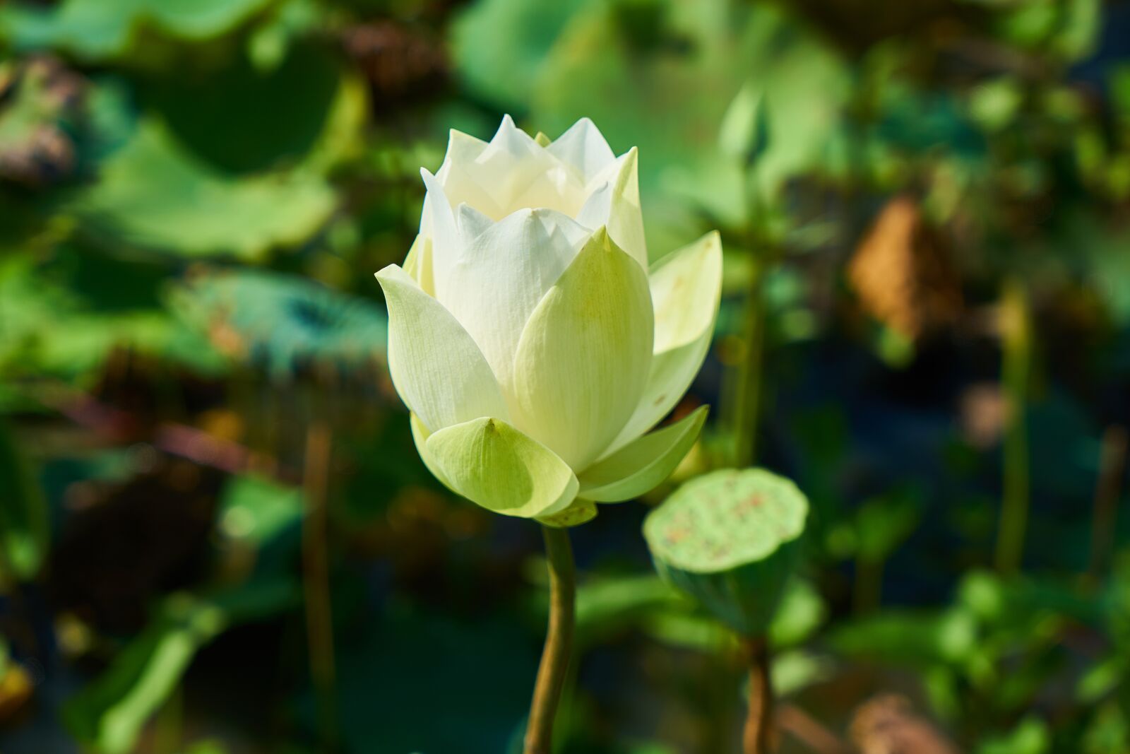 Sony a7R II sample photo. Lotus, flower, nature photography