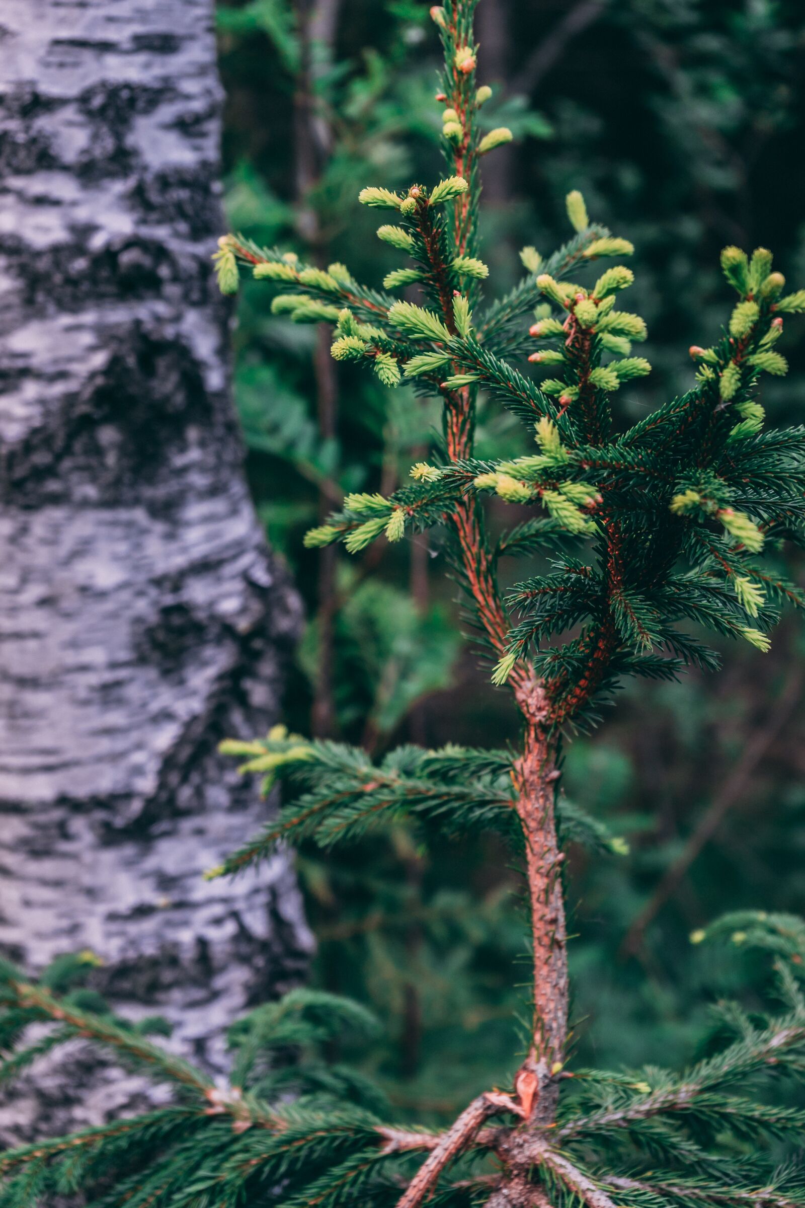 Sony a7 + Sony FE 28-70mm F3.5-5.6 OSS sample photo. Details, trees, flowers photography