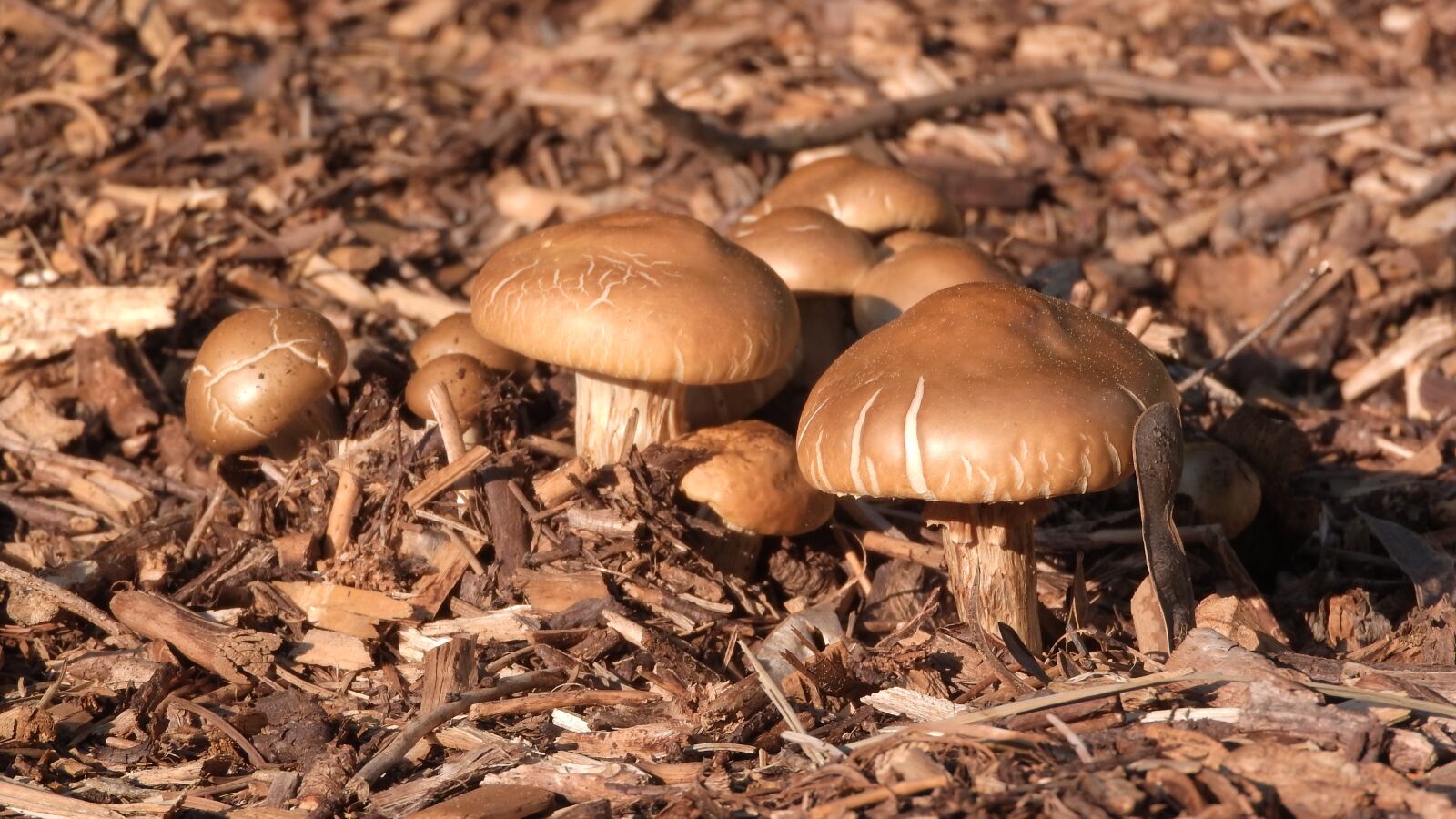 Nikon Coolpix P610 sample photo. Agrocybe, polnička, mushrooms photography