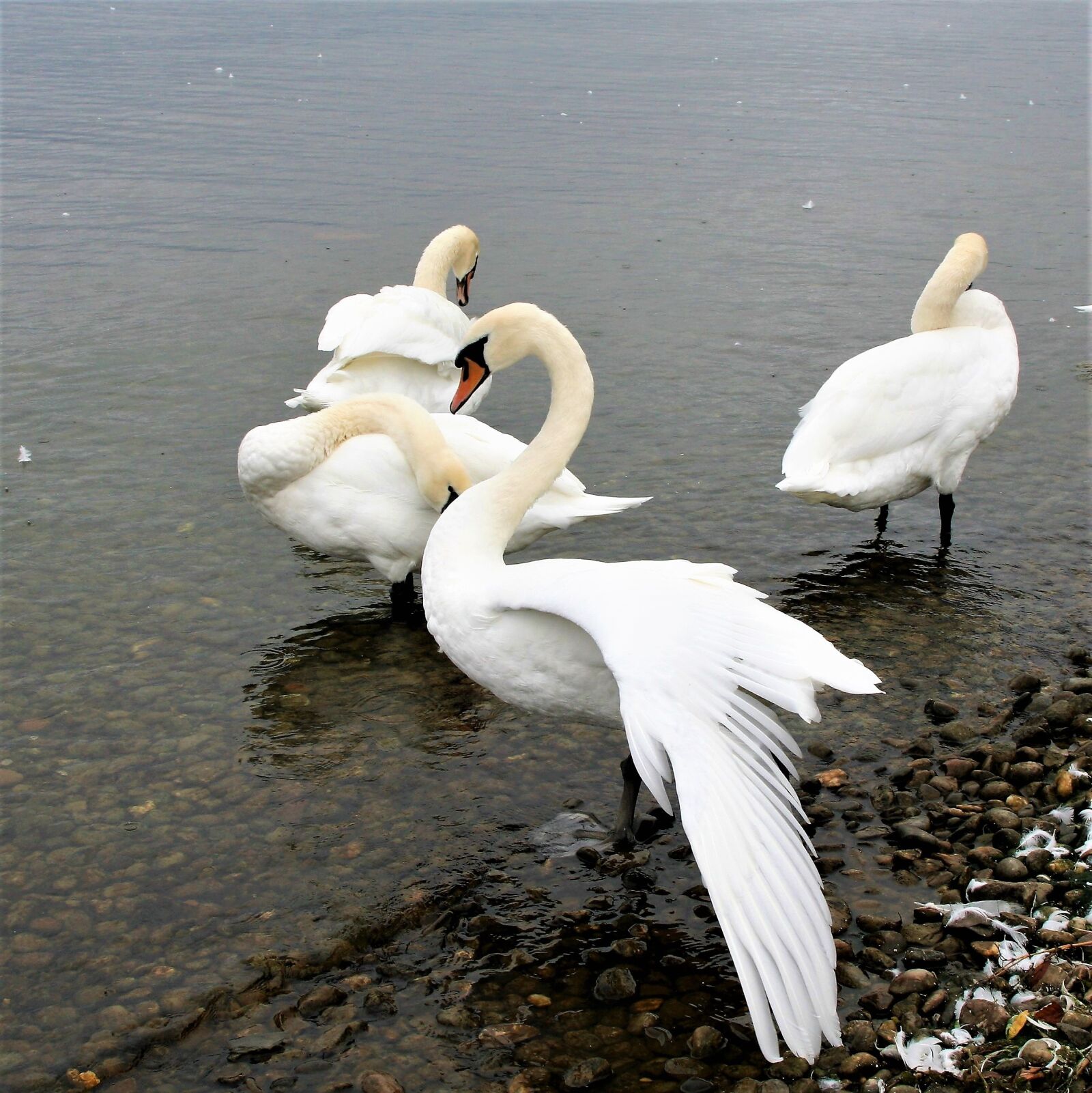 Canon EOS 400D (EOS Digital Rebel XTi / EOS Kiss Digital X) sample photo. Herd, lake, swan photography
