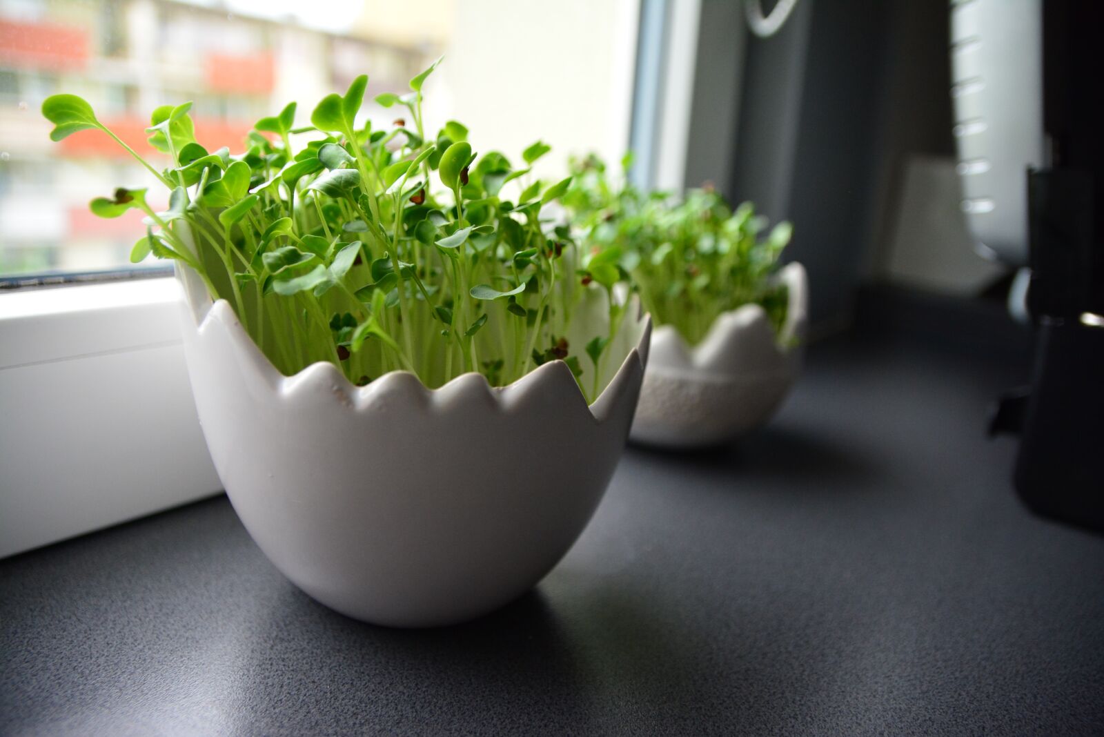 Nikon D7100 sample photo. Radish, flower pot egg photography