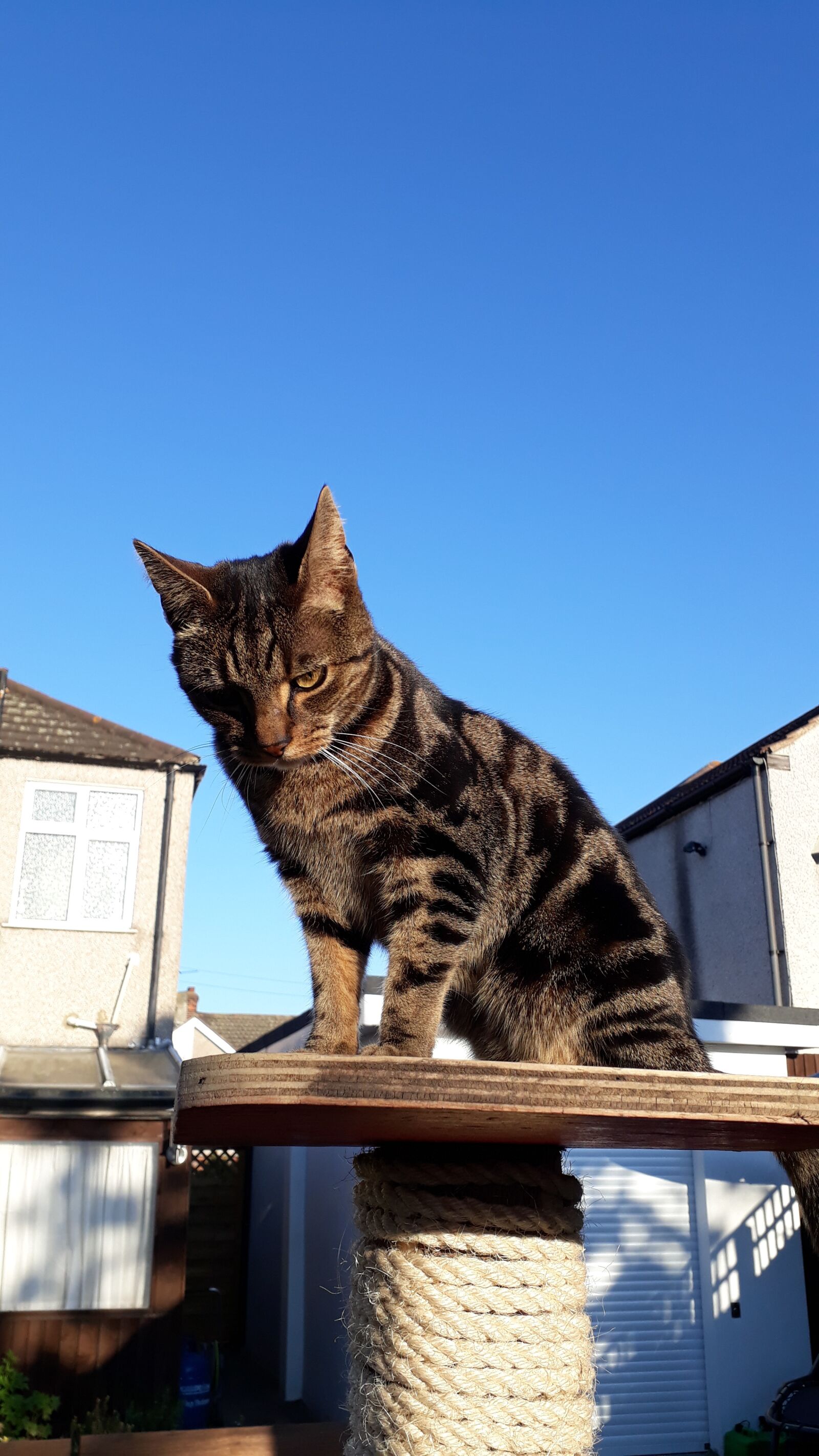 Samsung Galaxy A3(2017) sample photo. Cat, brown cat, feline photography