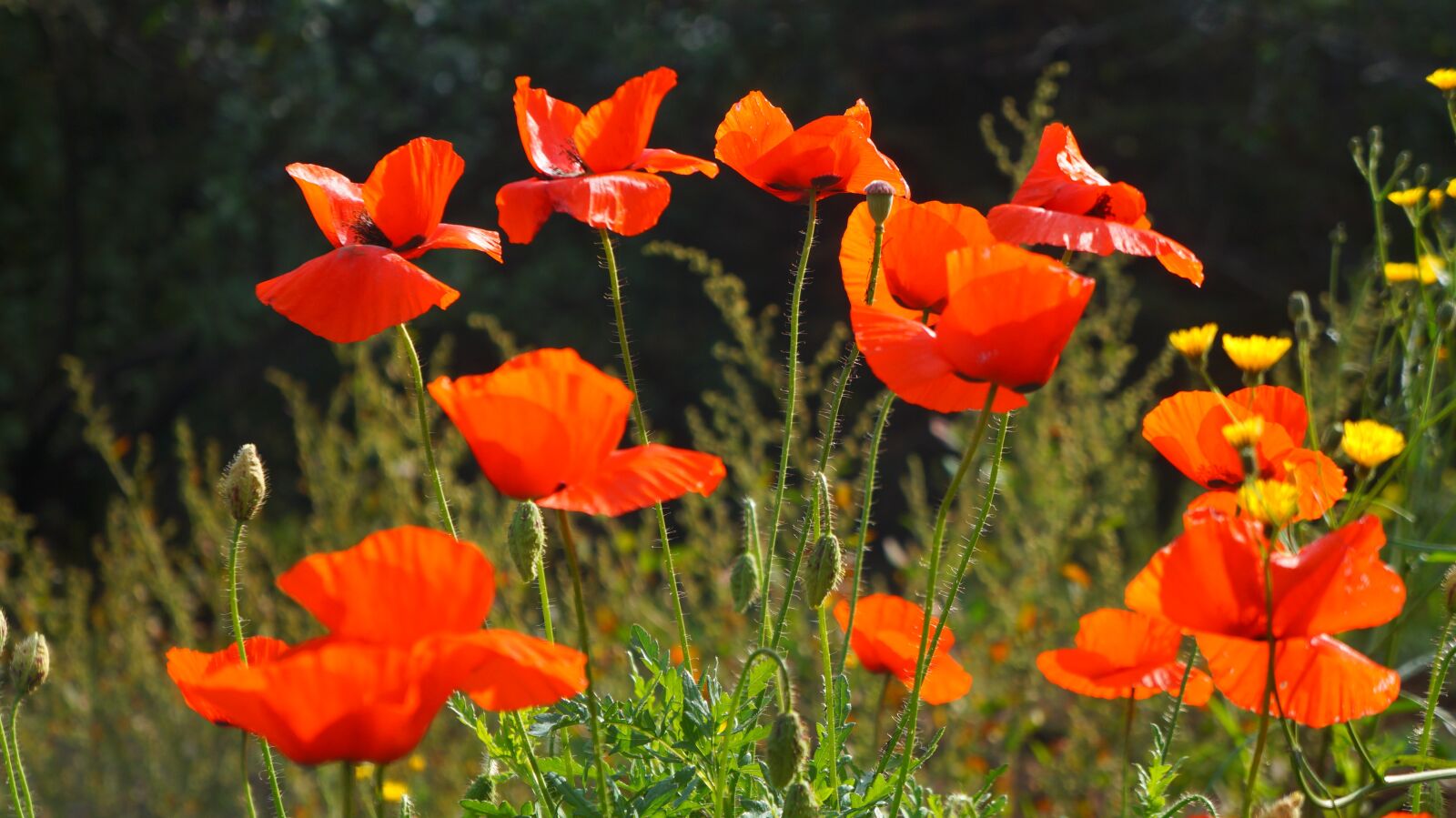 Sony Alpha a3000 + Sony E 18-55mm F3.5-5.6 OSS sample photo. Nature, plants, poppies photography