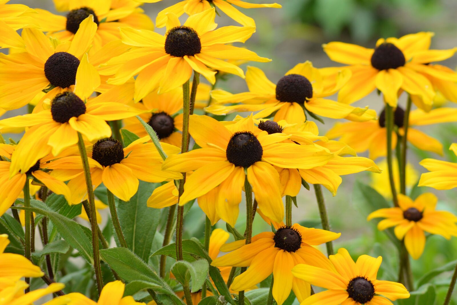 Nikon D3200 sample photo. Coneflower, yellow, yellow flowers photography