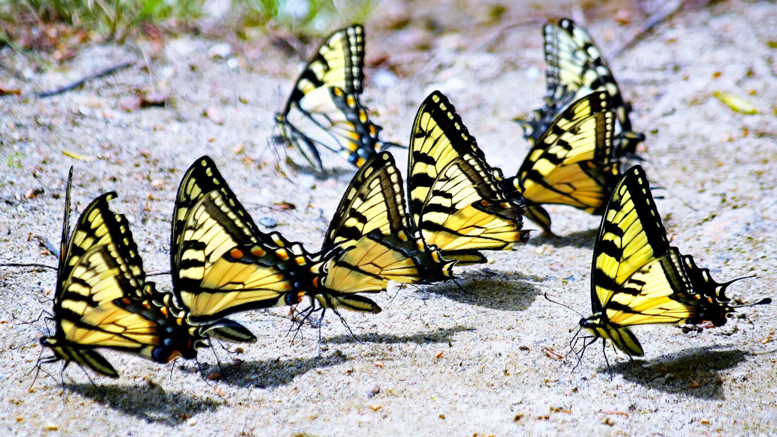 Nikon D3300 sample photo. Butterflies, yellow, usa photography