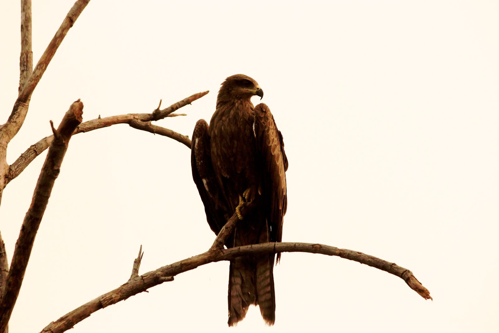 Canon EOS 600D (Rebel EOS T3i / EOS Kiss X5) sample photo. Bird, eagle, eyes photography