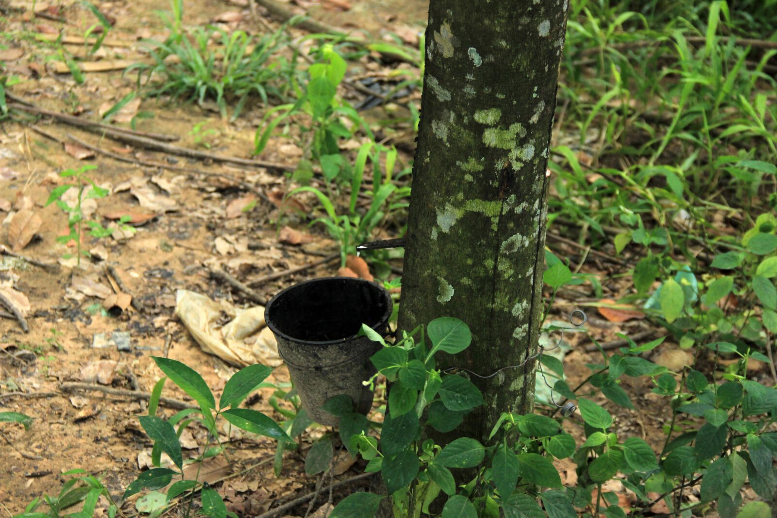 Canon EF-S 18-135mm F3.5-5.6 IS sample photo. Rubber tree, rubber, tree photography