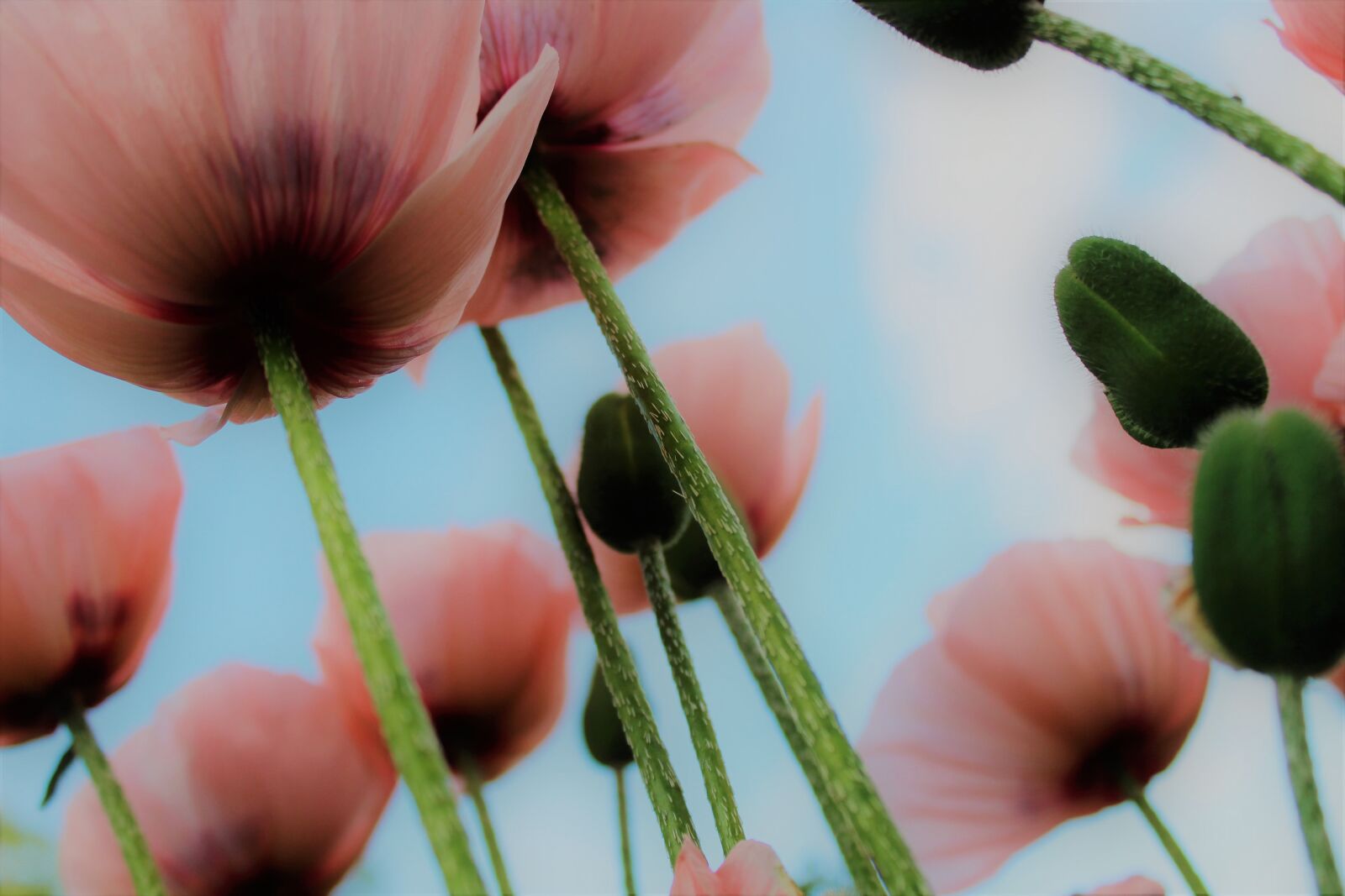 Canon EOS 1200D (EOS Rebel T5 / EOS Kiss X70 / EOS Hi) sample photo. Poppy, meadow, sun photography