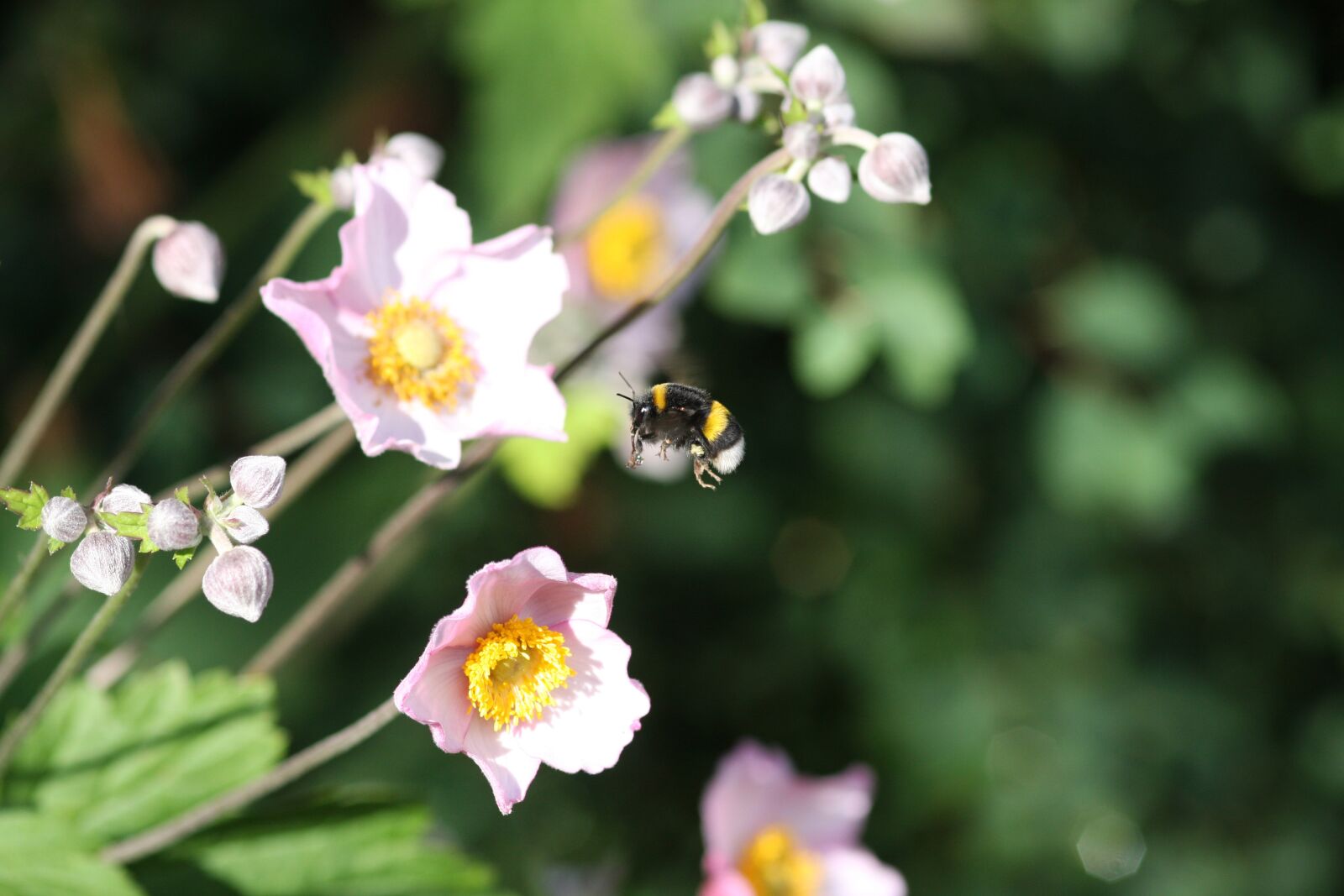 Canon EOS 40D sample photo. Bee, nature, forest photography