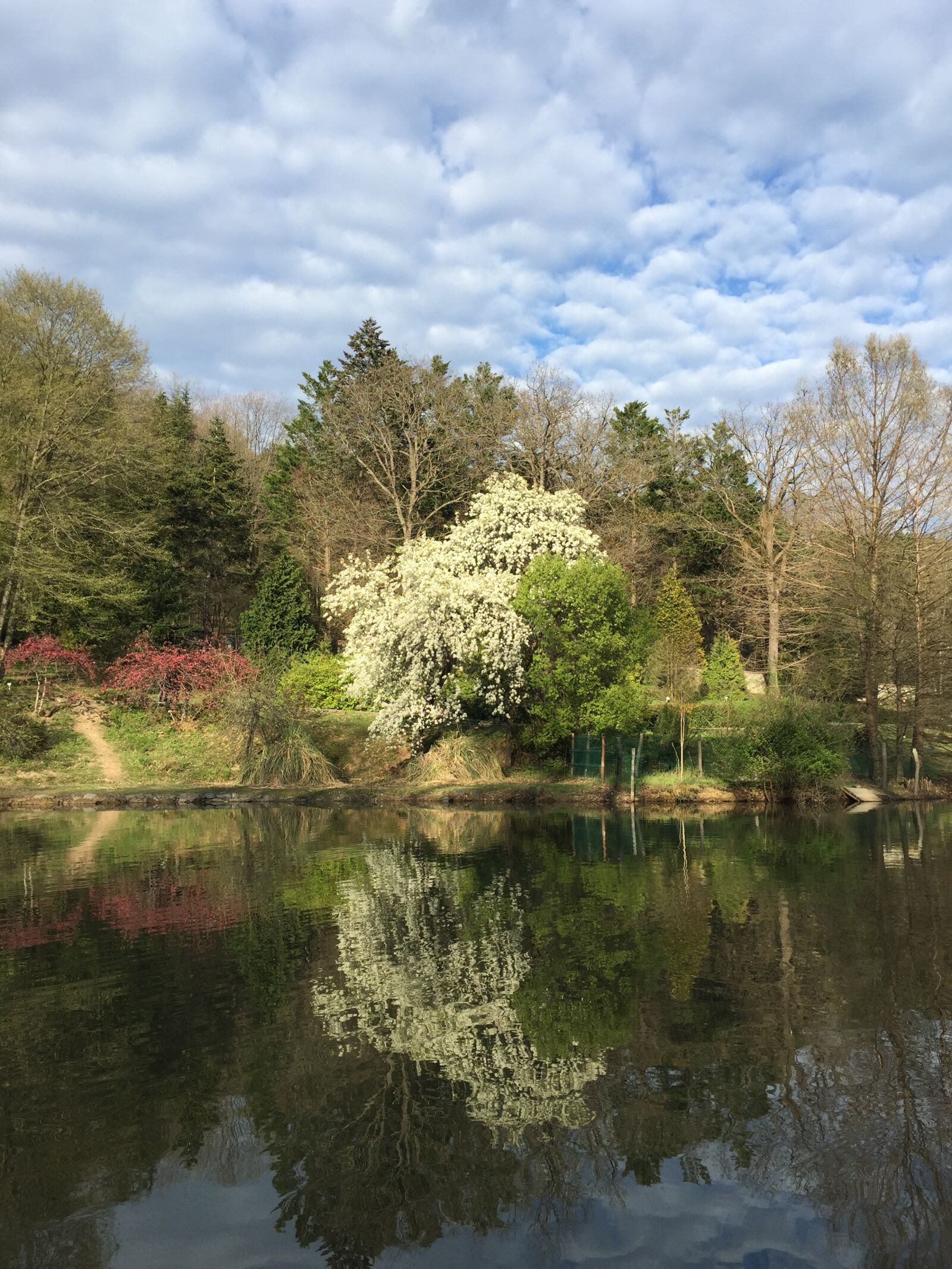 iPhone 6 Plus back camera 4.15mm f/2.2 sample photo. Atat rk arboretum, botanical photography