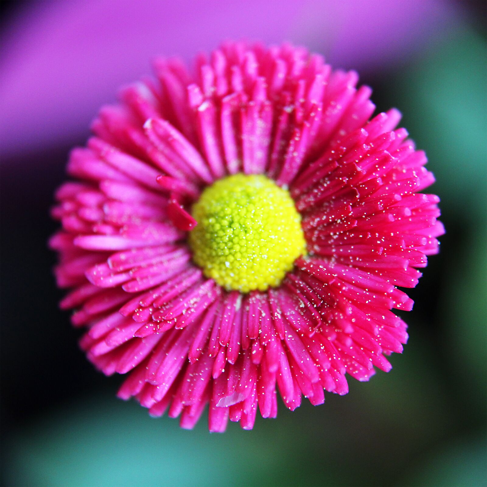 Canon EOS 1300D (EOS Rebel T6 / EOS Kiss X80) sample photo. Flower, floral, nature photography