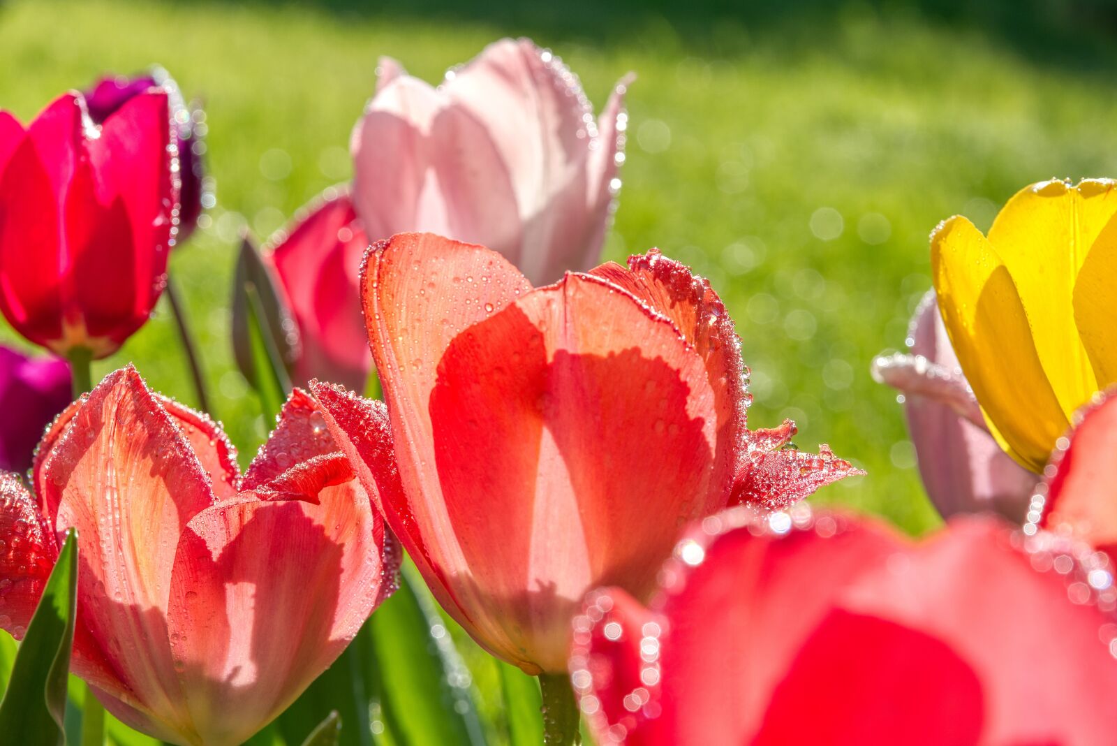 Nikon D750 sample photo. Tulips, irrigation, casting photography