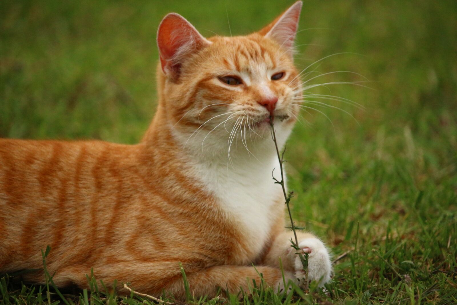 Canon EOS 100D (EOS Rebel SL1 / EOS Kiss X7) sample photo. Cat, kitten, mieze photography