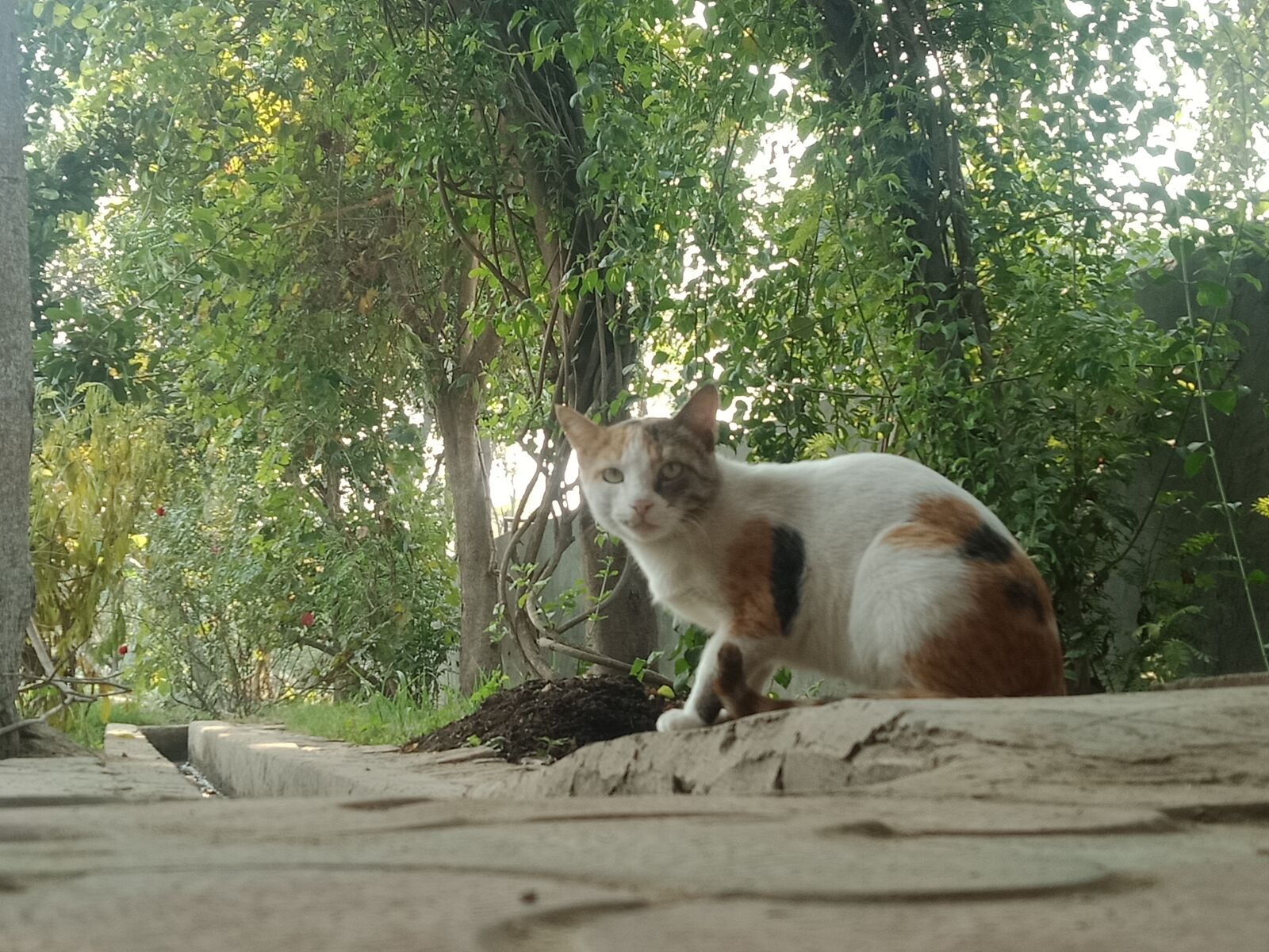 OPPO A83 sample photo. Cat, nature, pet photography