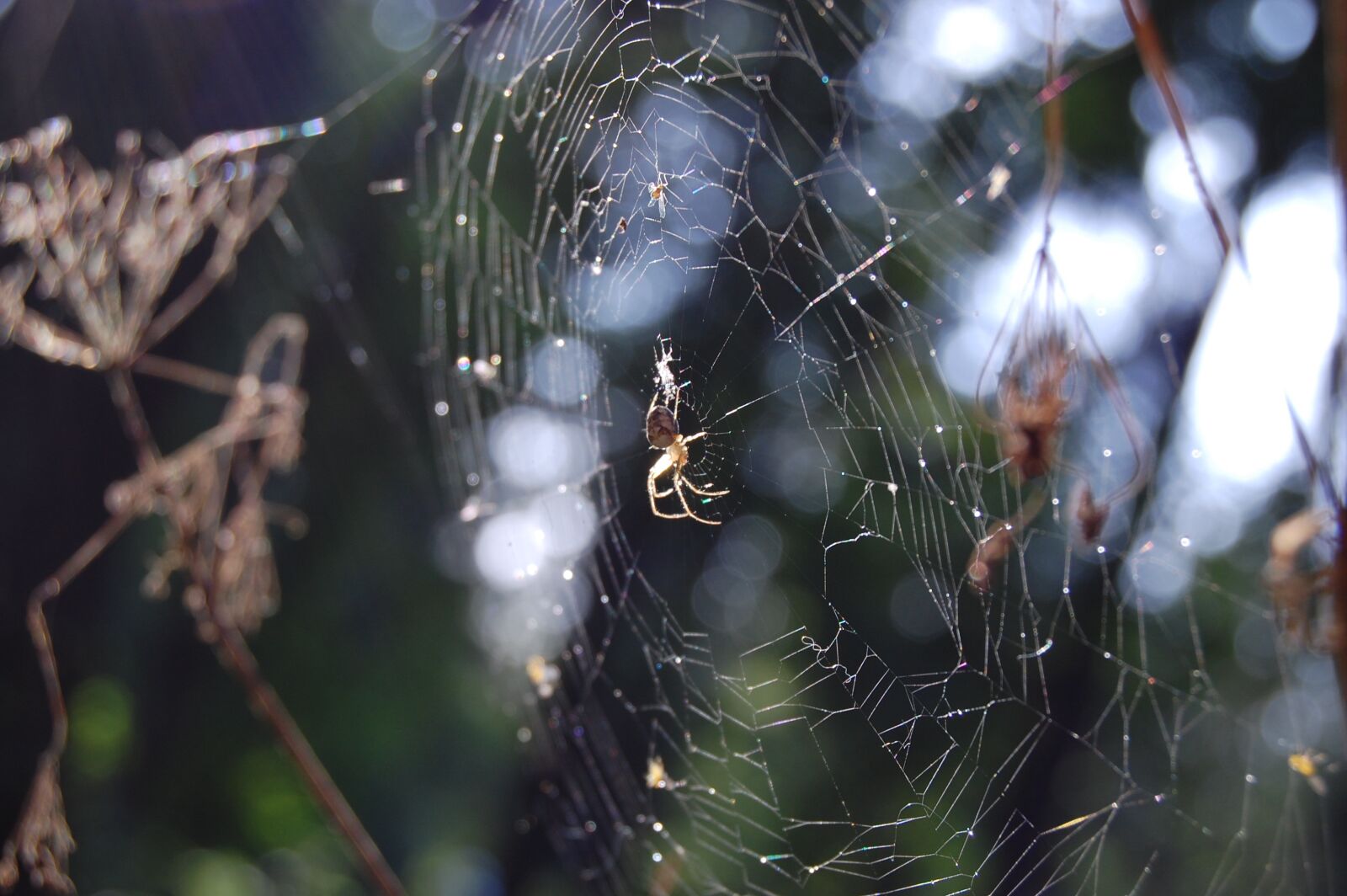 Nikon D40 sample photo. Spider web, nature, spider photography