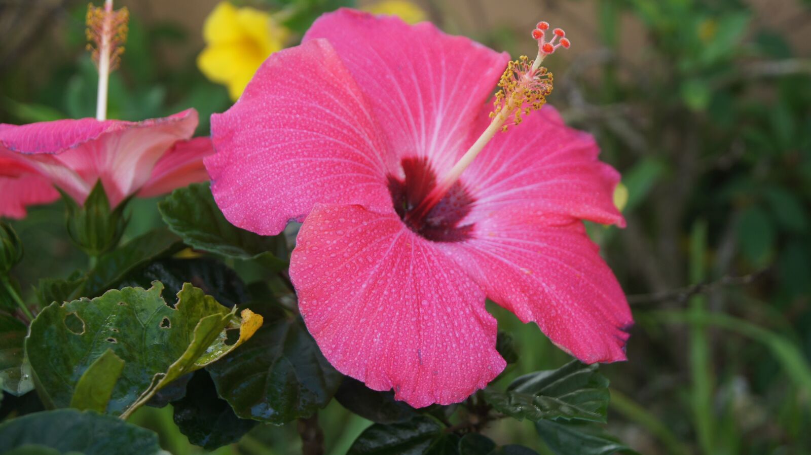 Sony Alpha DSLR-A550 sample photo. Flower, hibiscus, pink photography