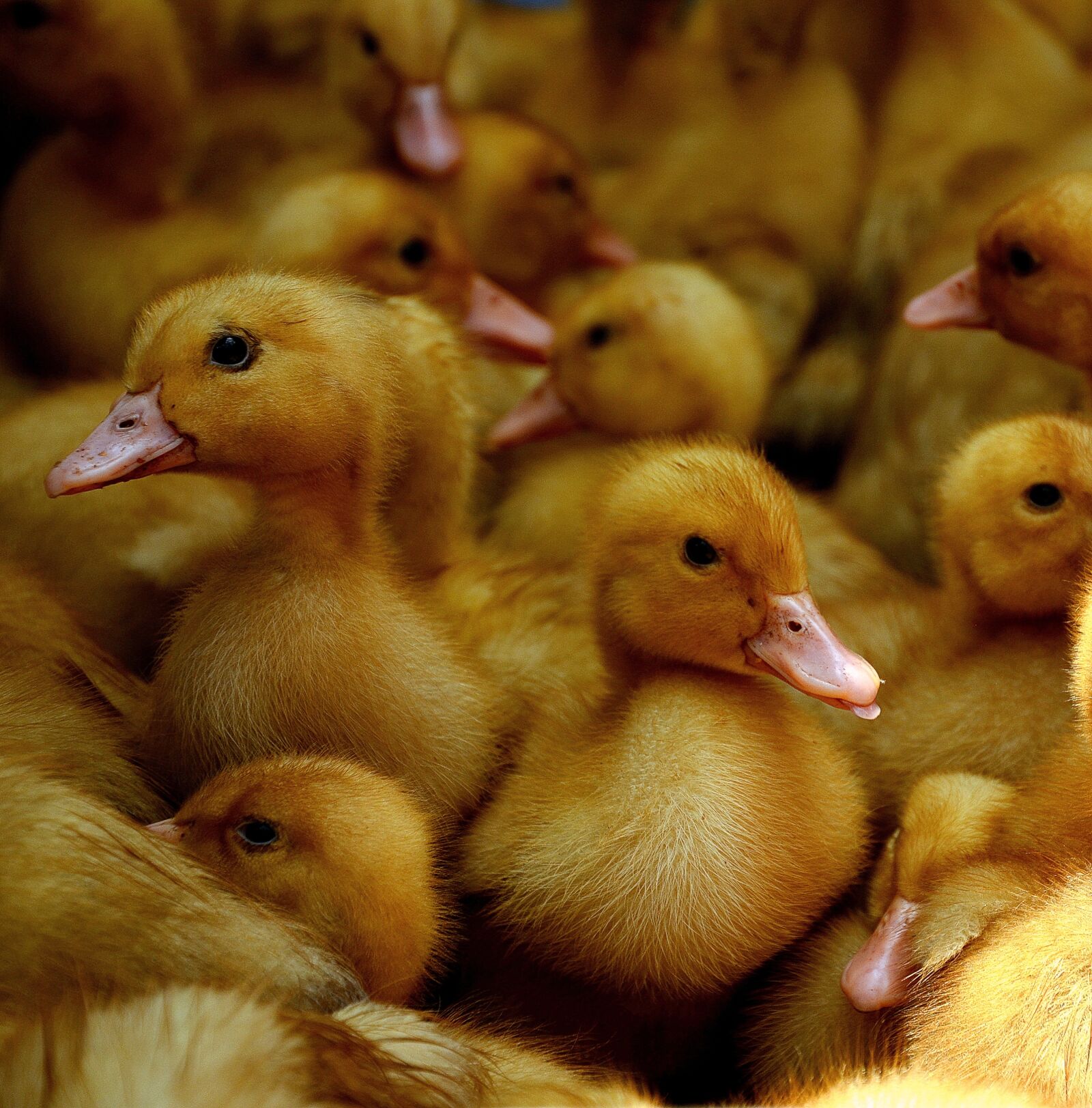 Nikon D5100 sample photo. Ente, duck, bird photography