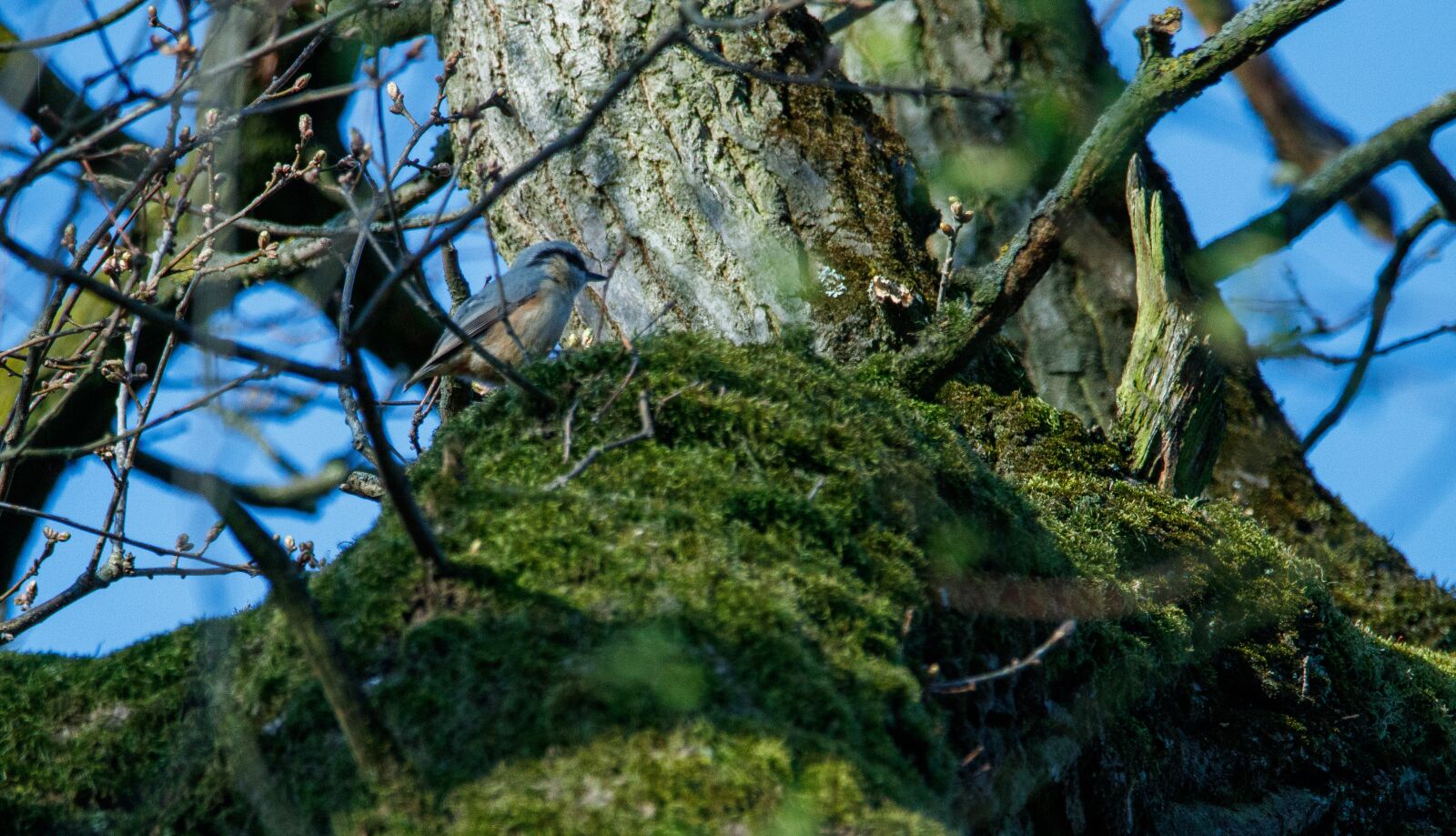 Canon EOS 80D sample photo. Kleiber, forest, bird photography