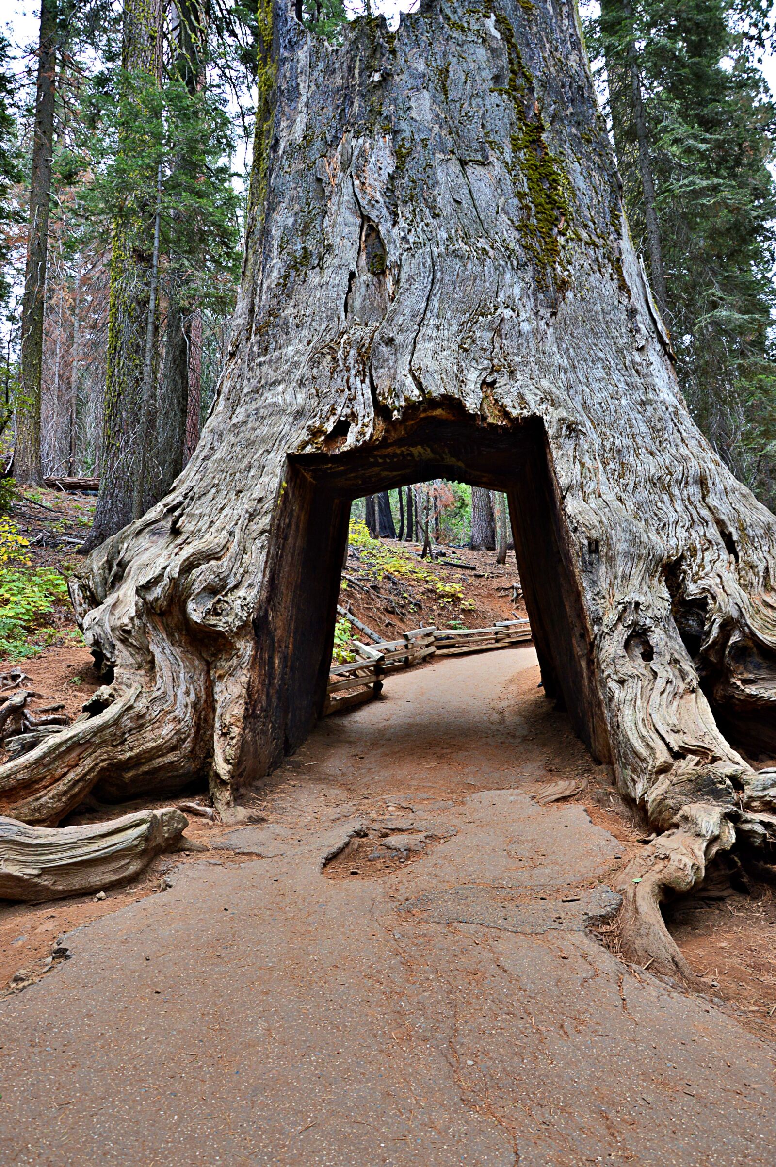 Nikon D3200 sample photo. California, yosemite national park photography