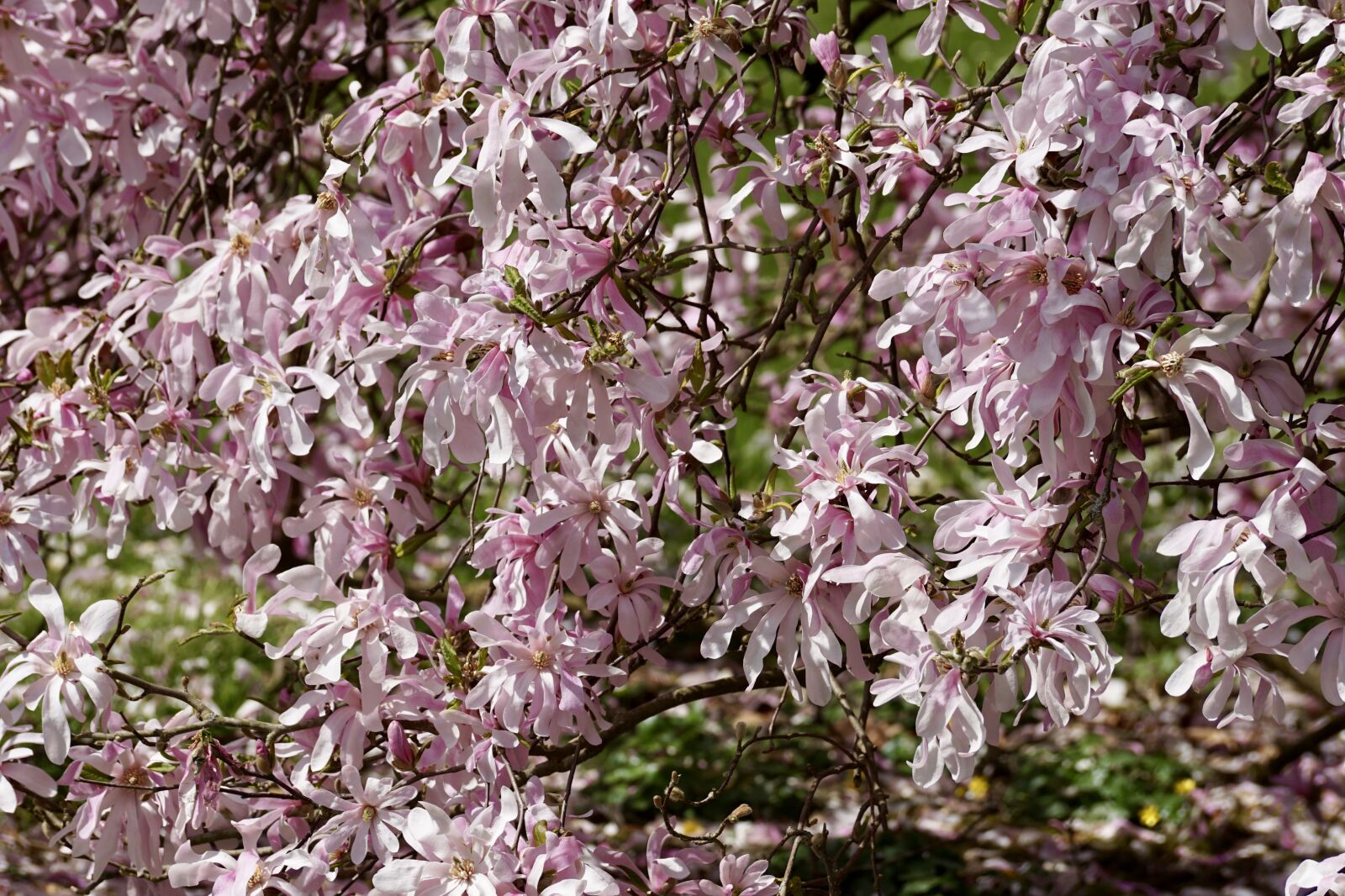 Sony DT 55-300mm F4.5-5.6 SAM sample photo. Magnolia tree, magnolia, pink photography