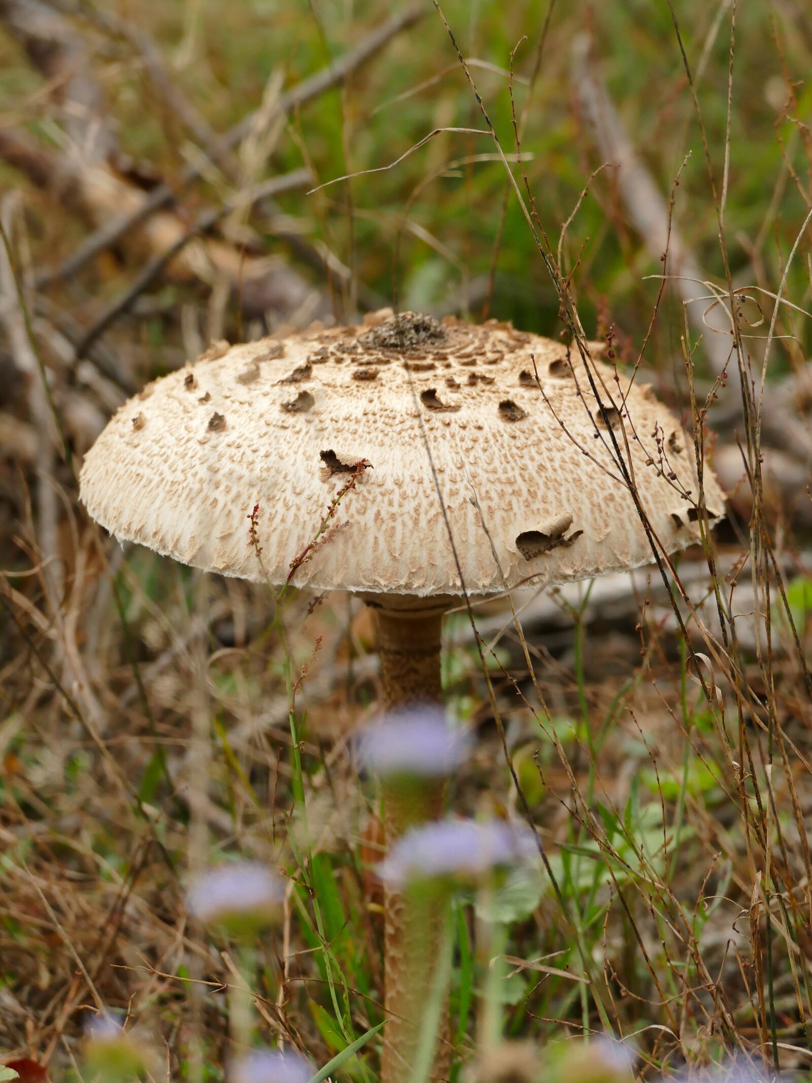 Panasonic Lumix DMC-FZ1000 sample photo. Autumn, mushroom, boletes photography