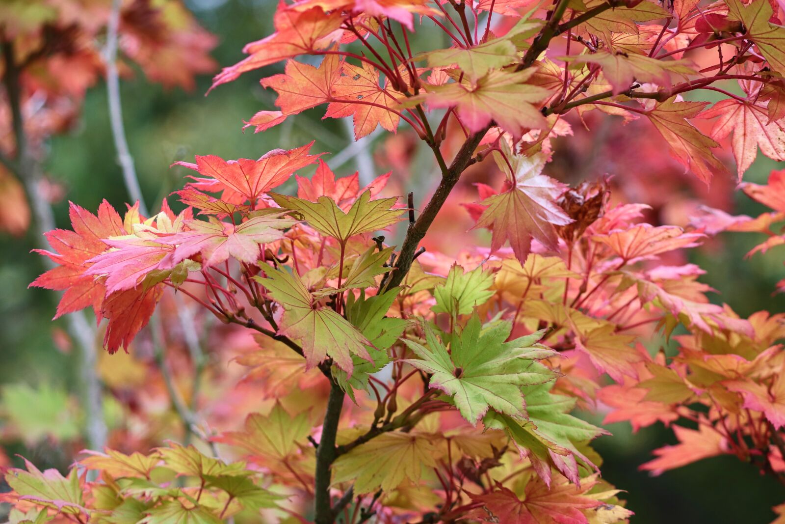 Canon EOS 200D (EOS Rebel SL2 / EOS Kiss X9) sample photo. Autumn, fall foliage, colorful photography