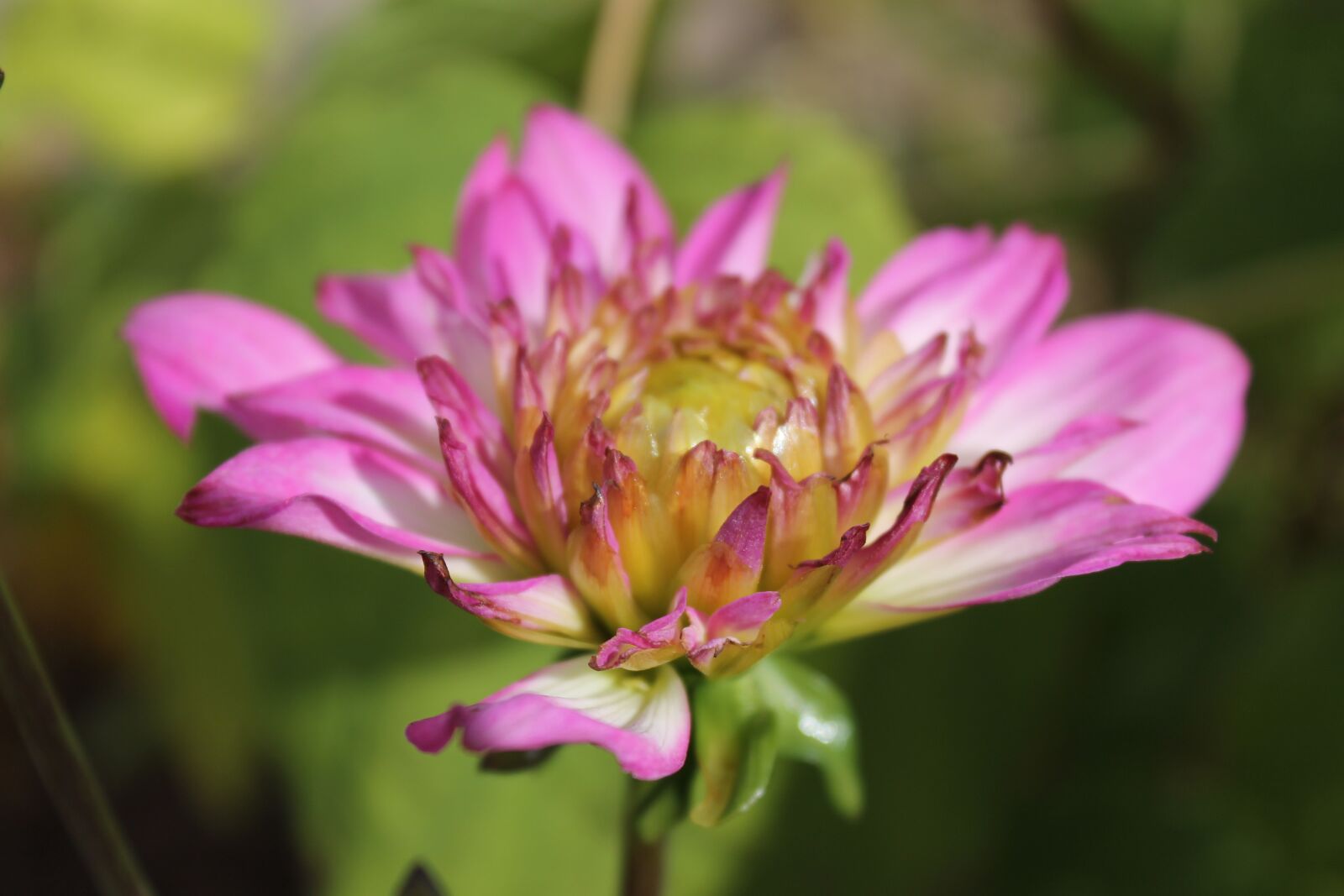 Canon EOS 1100D (EOS Rebel T3 / EOS Kiss X50) sample photo. Flower, pink, plant photography