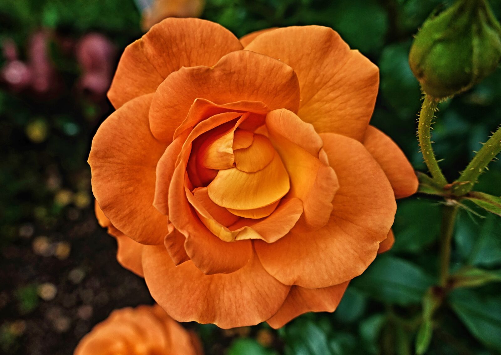 Sony DSC-RX100M5 sample photo. Rose, flower, blossom photography