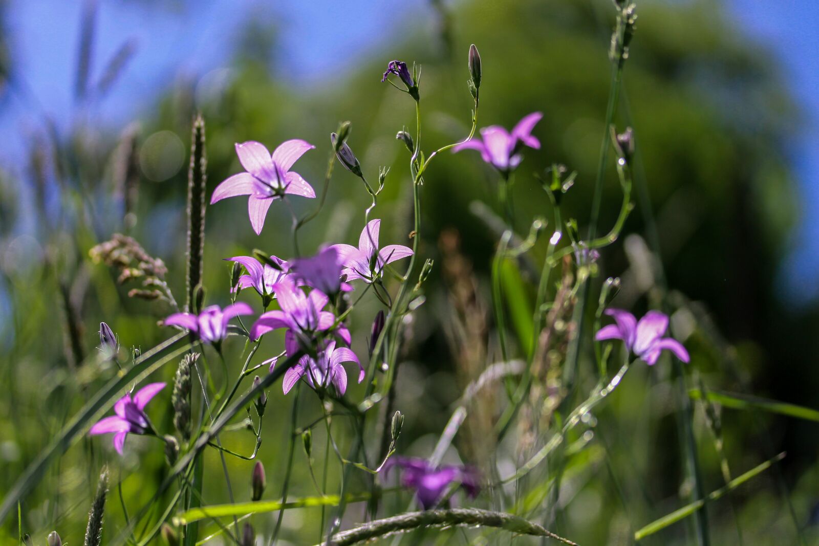 Canon EF-S 60mm F2.8 Macro USM sample photo. Bellflower, meadow, nature photography