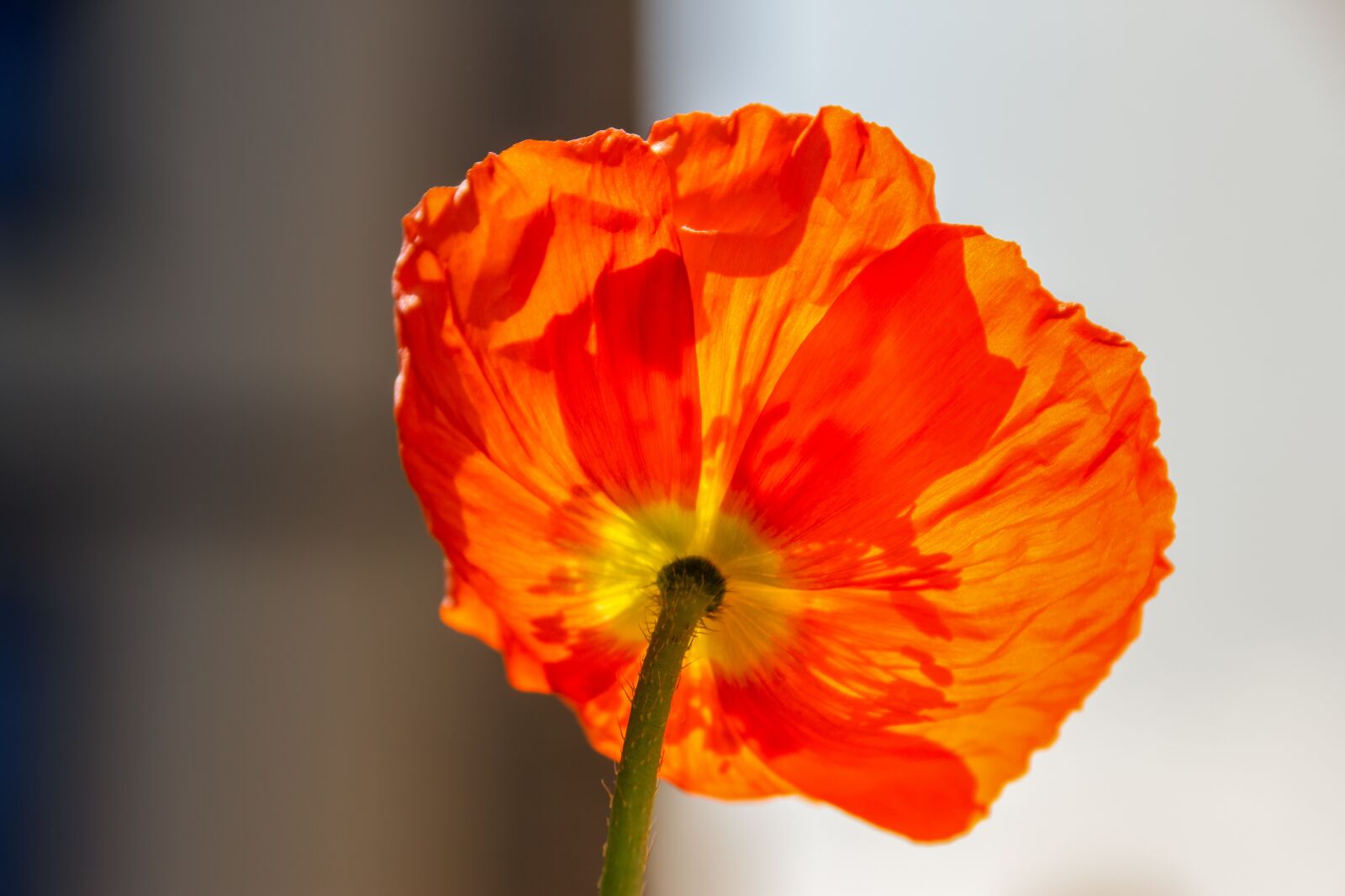 Canon EOS 60D sample photo. Klatschmohn, plant, nature photography