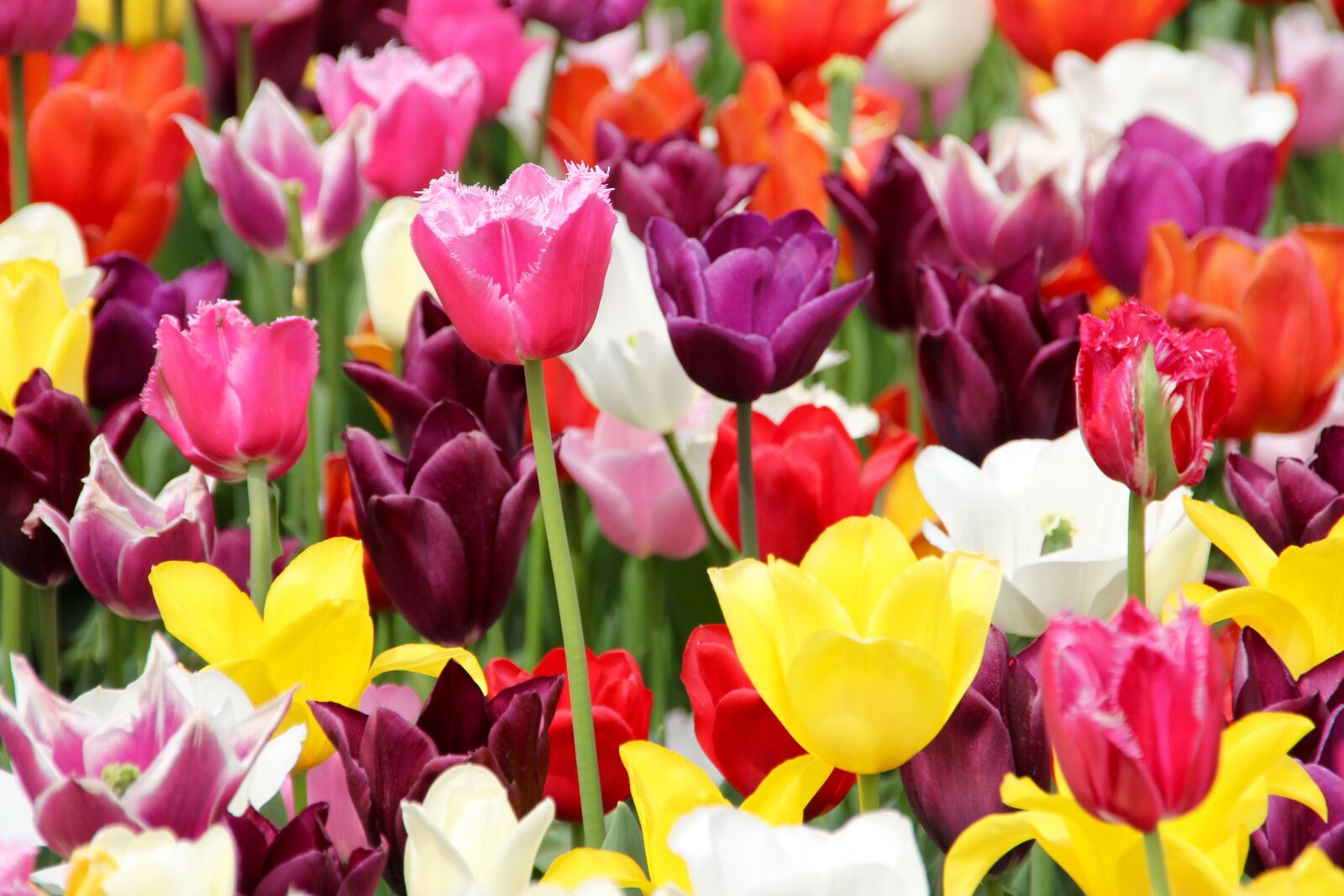 Canon EOS 60D sample photo. Tulips, tulip field, tulpenbluete photography