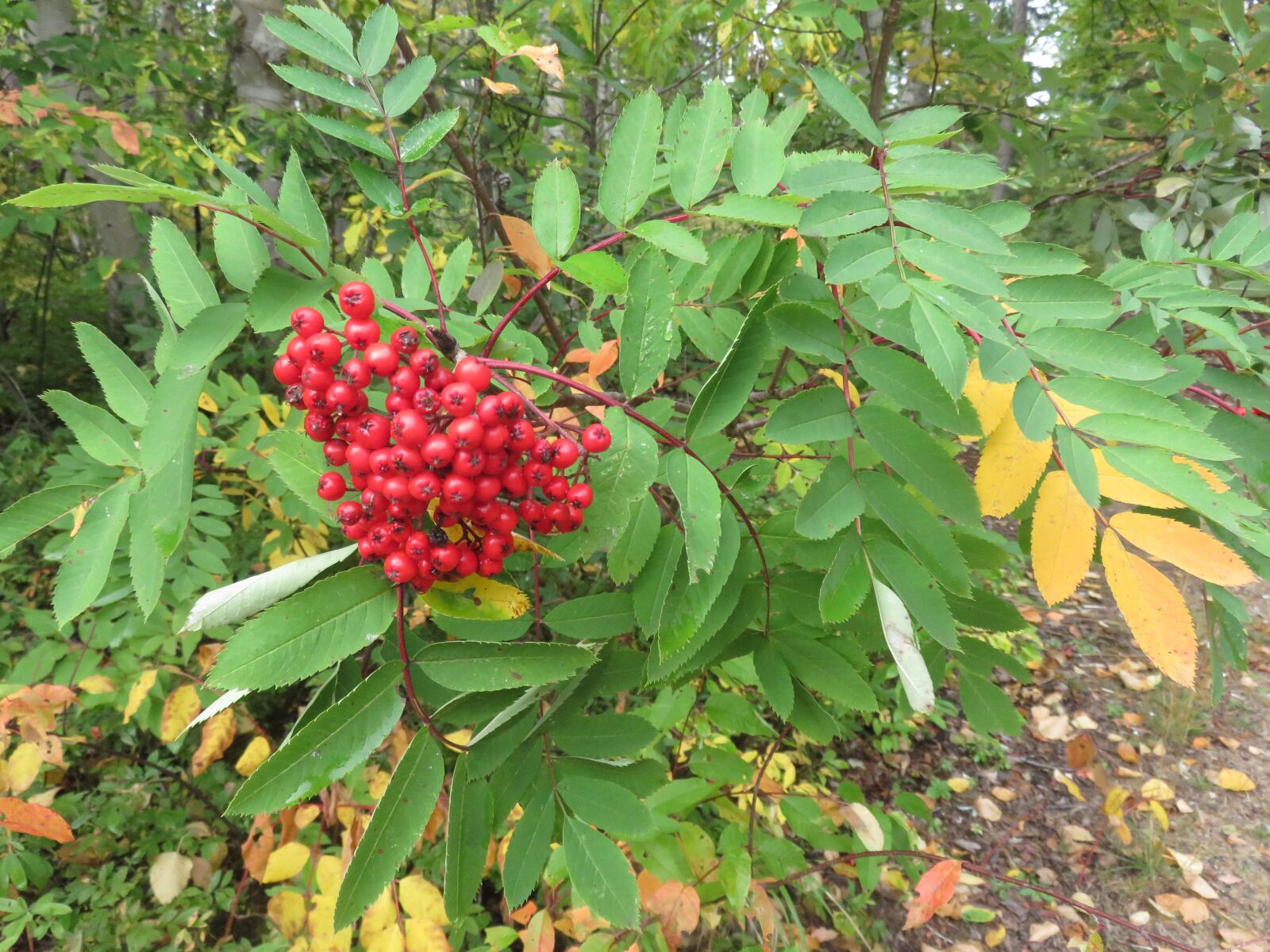 Canon PowerShot SX700 HS sample photo. Berries, fall, autumn photography