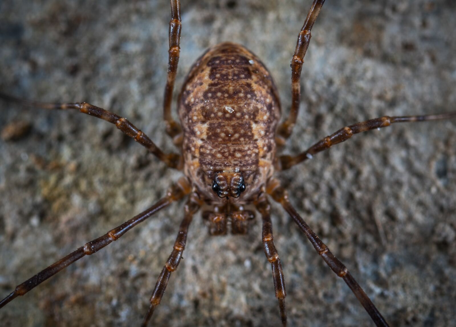 Sony a7R II sample photo. A spider-like insect, bespozvonochnoe photography